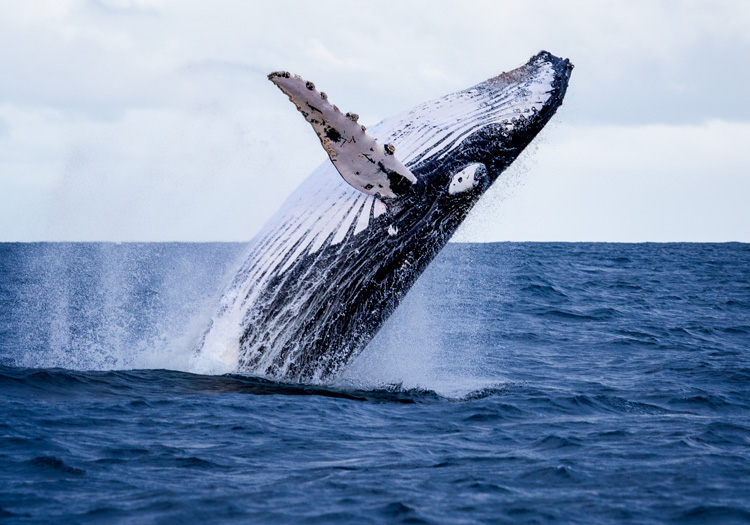 Fulldome & Large Format Films Are Coming To Apple Vision Pro