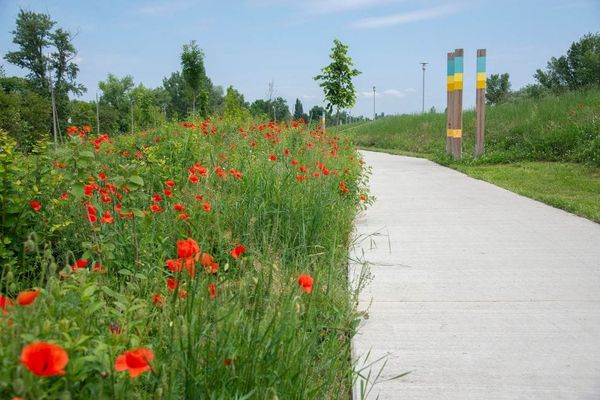 A térdig érő fű nem hanyagság, hanem a városok túlélésének záloga