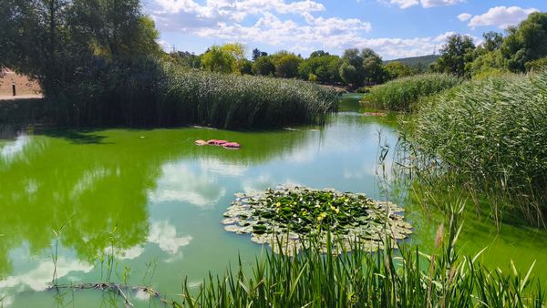 Miért zöld a Nádas-tó vize? A titok az algavirágzás
