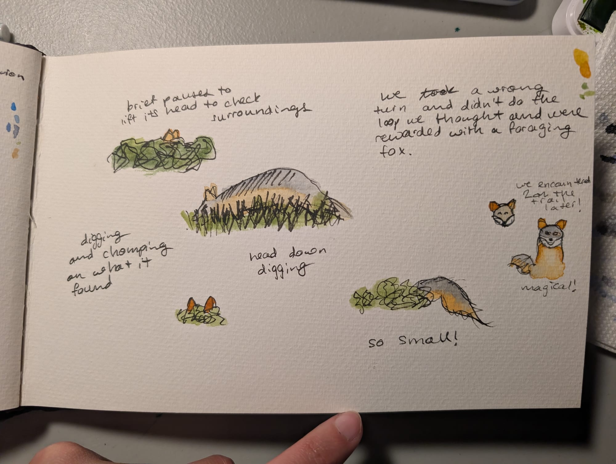 various sketches of a fox foraging and two foxes facing me