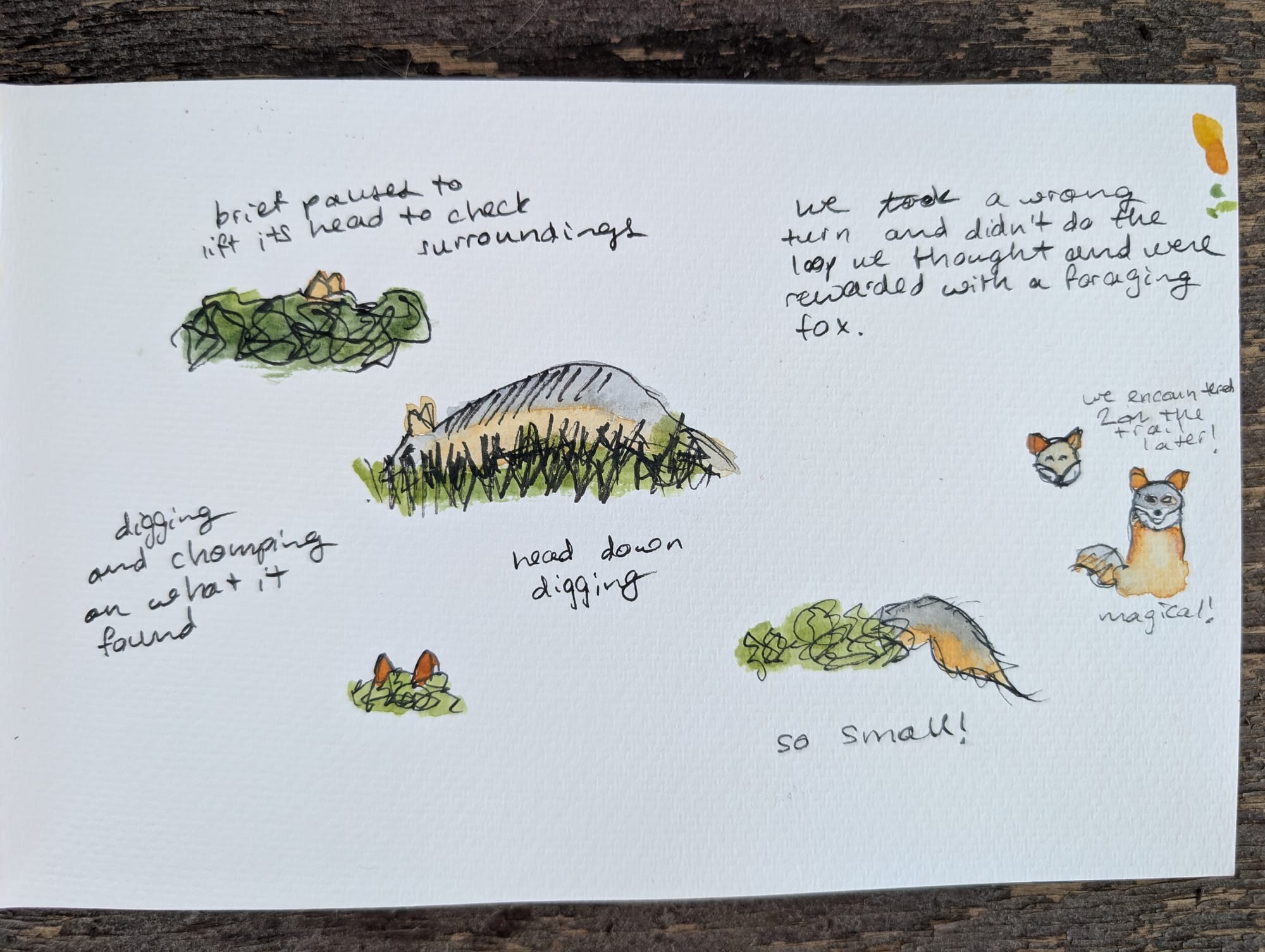 several ink and watercolor sketches of an island fox foraging in grass