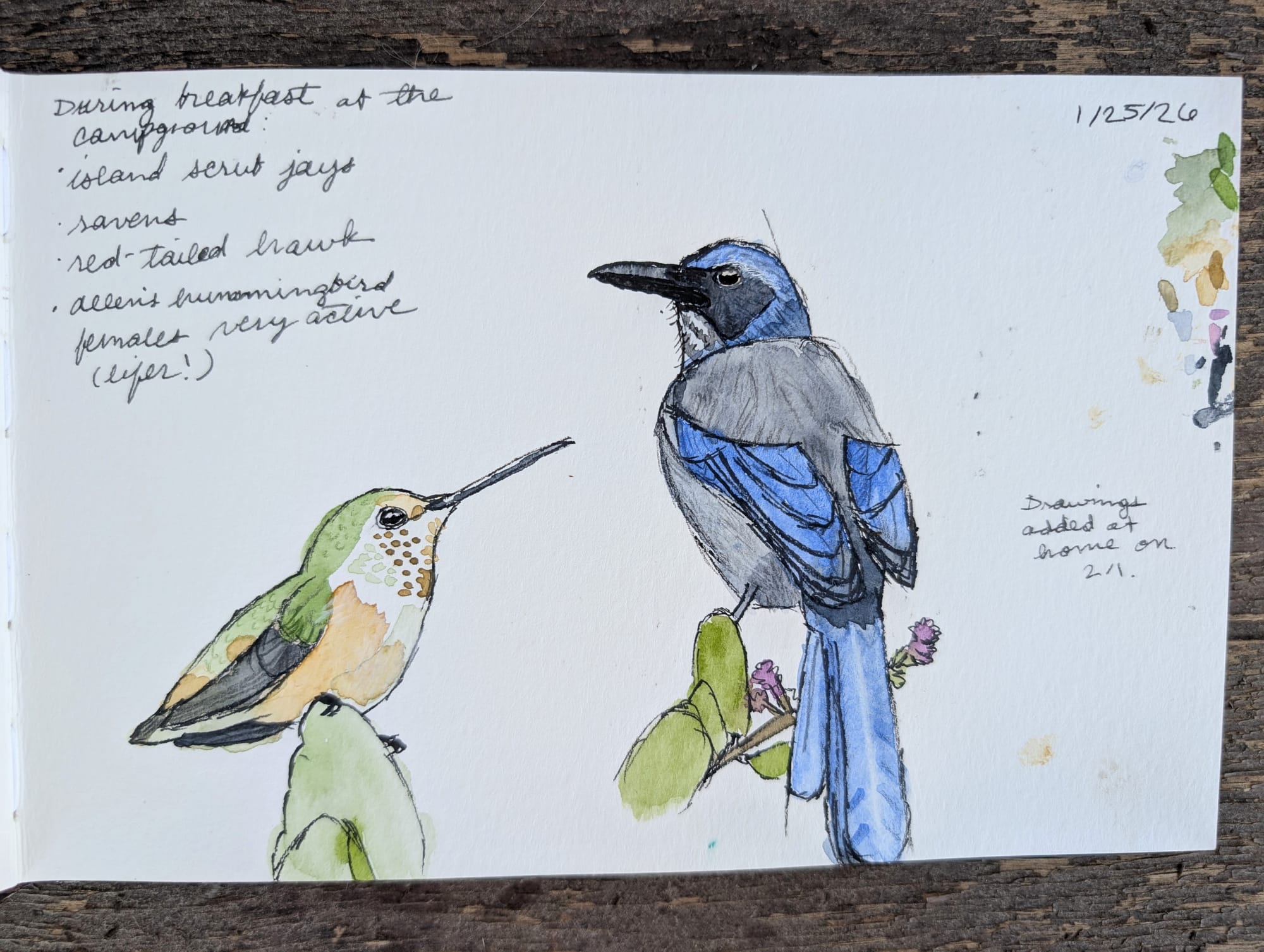 ink and watercolor sketches of a female allen's hummingbird and an island scrub-jay