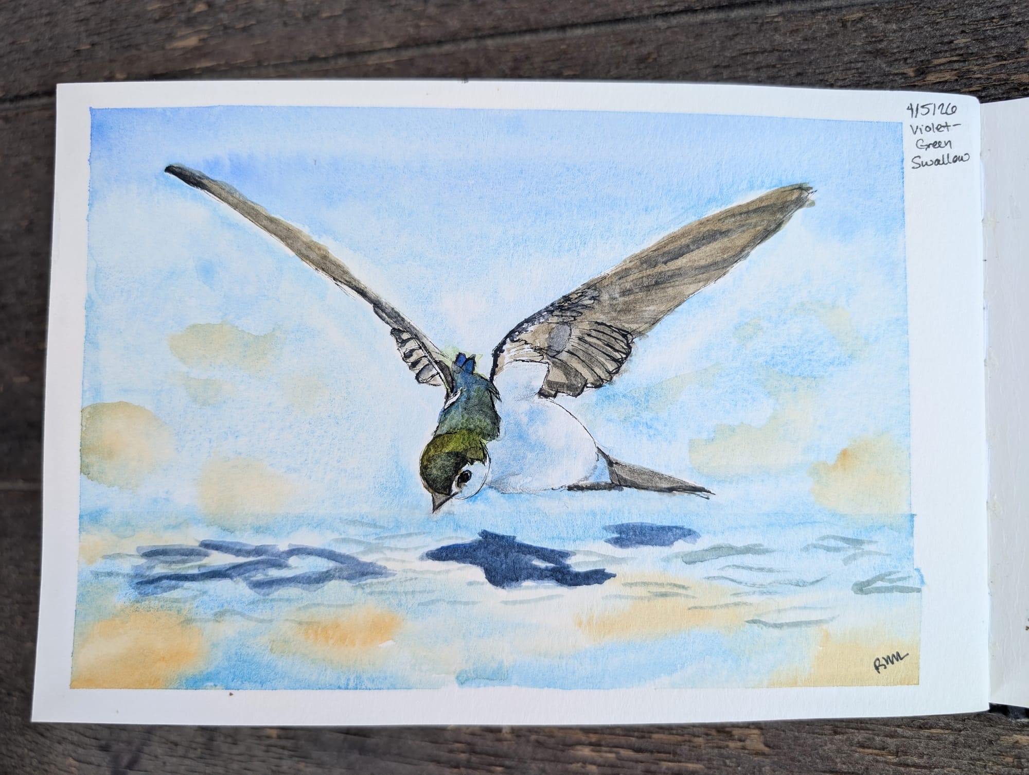 A detailed ink and watercolor painting of a violet-green swallow skimming the water