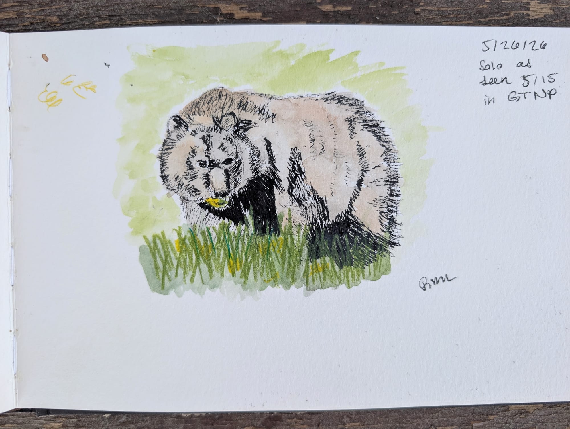 an ink, water color, and colored pencil sketch of a small grizzly with yellow wildflowers in its mouth