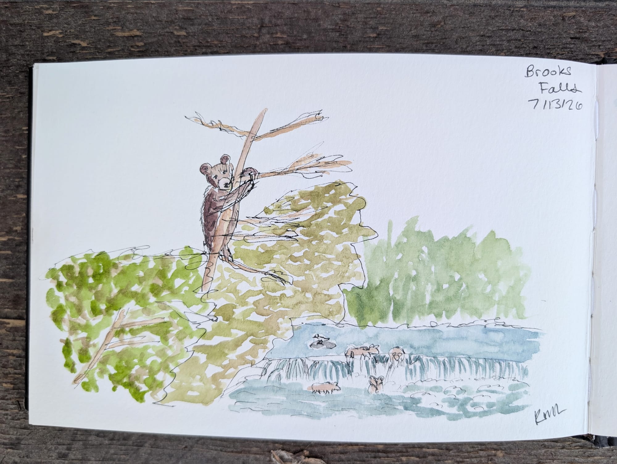 an ink and watercolor sketch in a loose style of a spring cub up a tree looking toward the viewer while bears fish the falls in the background.