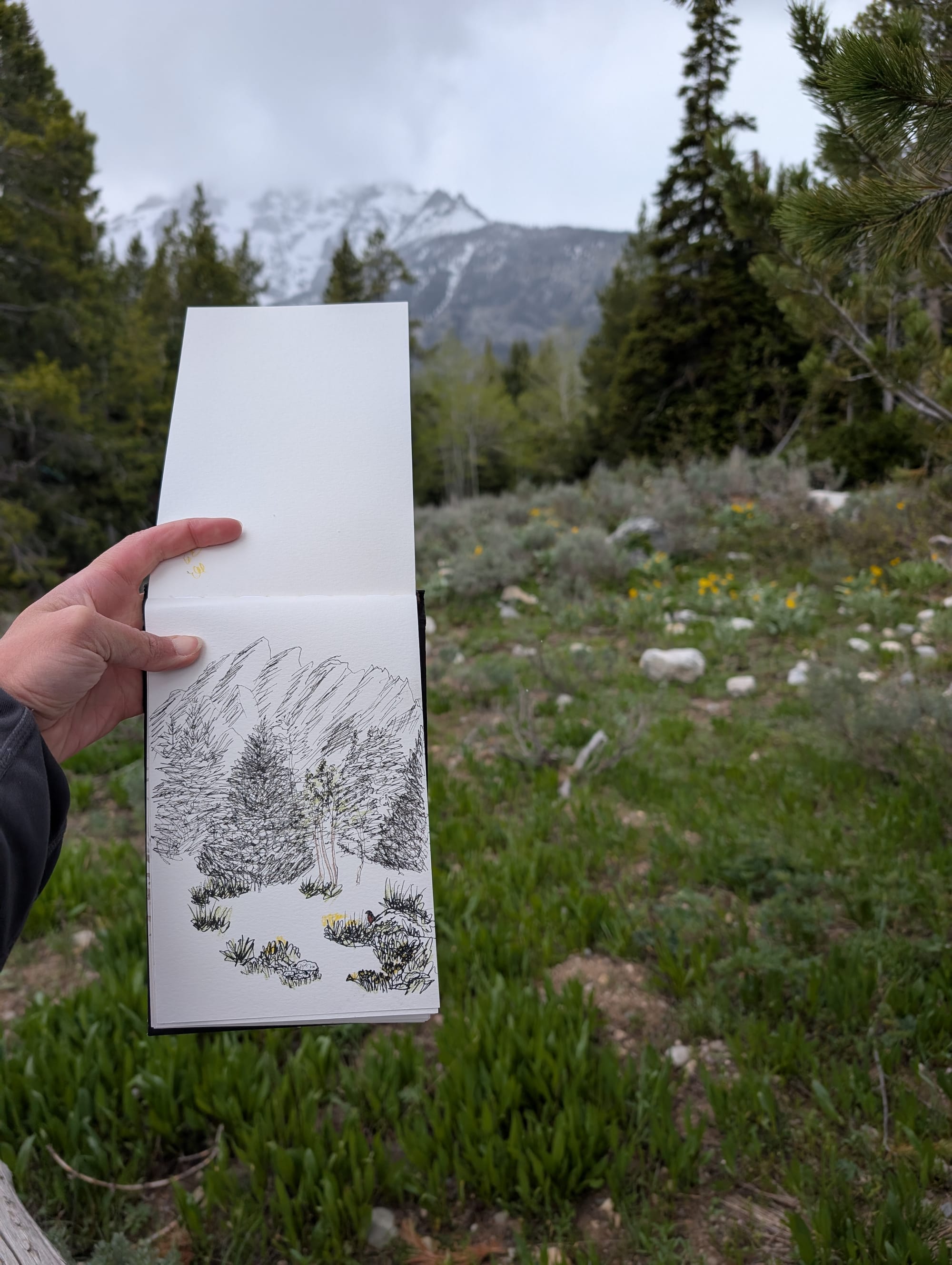 an ink and colored pencil sketch of trees and other vegetation in front of mountains in Grand Teton National Park. There is a little robin in the bottom right.
