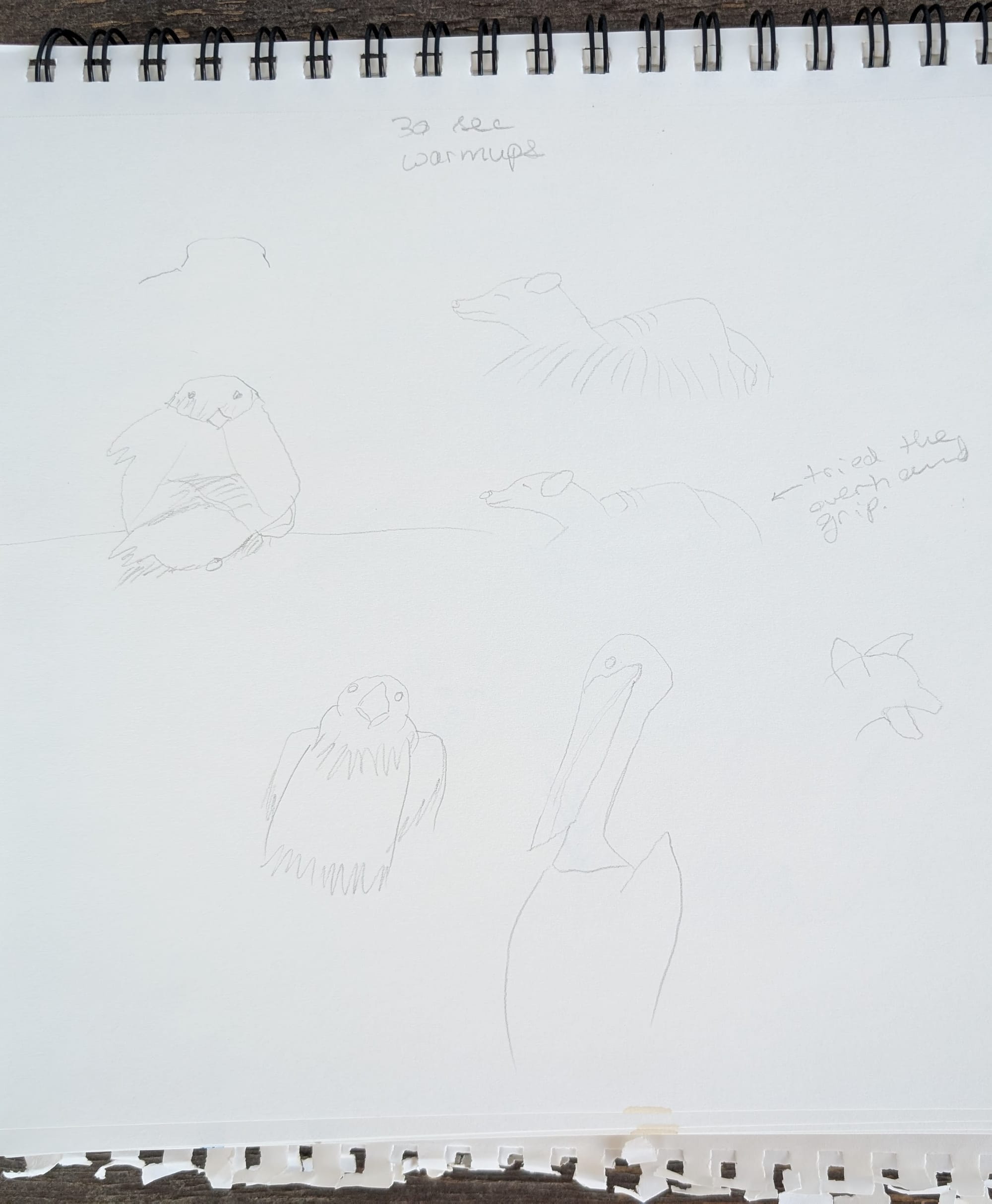 very silly birds and foxes drawn in pencil in 30 seconds each