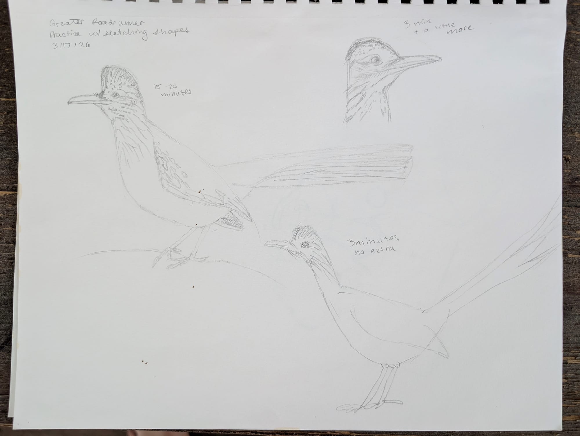 a fairly detailed but quite stiff pencil sketch of a greater roadrunner labeled "15-20 minutes," then a pencil sketch of a roadrunner's head labeled "3 min and a little more" and a very loose pencil sketch that feels like it has movement of a full roadrunner labeled "3 minutes no extra".