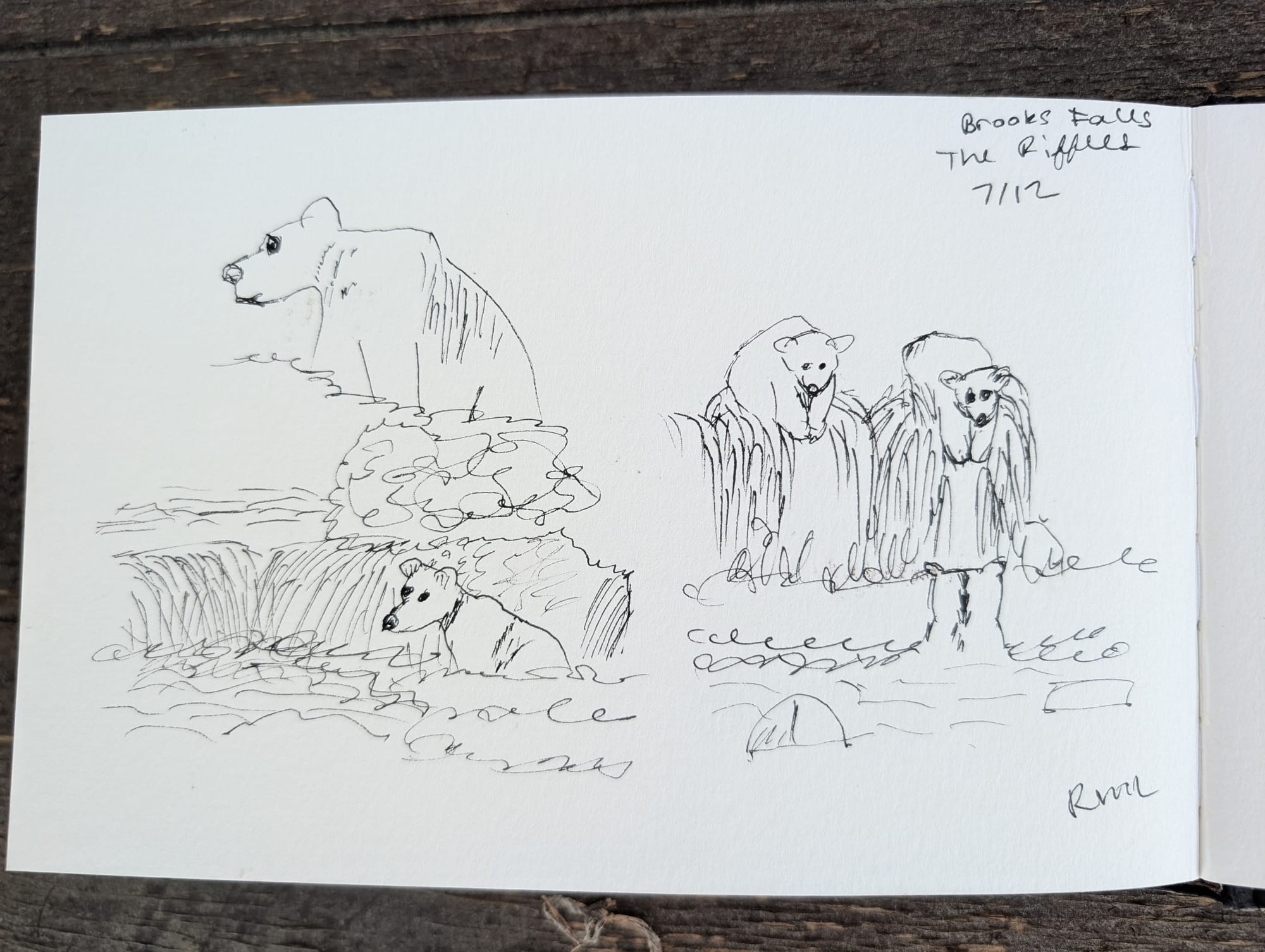 fast and loose pen sketches of bears fishing the falls