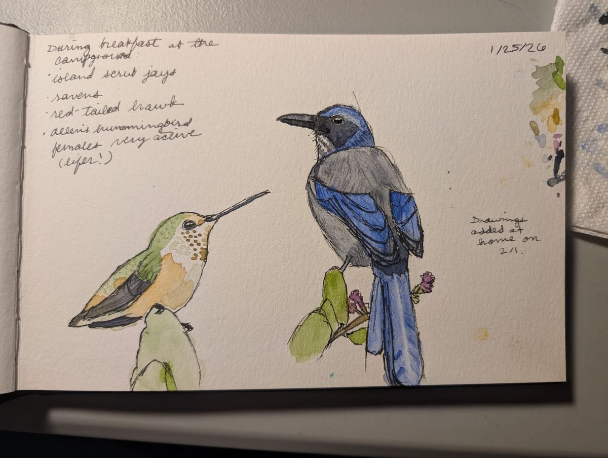 Sketchbook tour: Santa Cruz Island