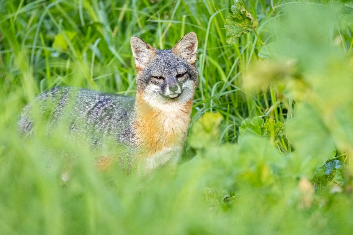 Photographing island foxes in Channel Islands National Park