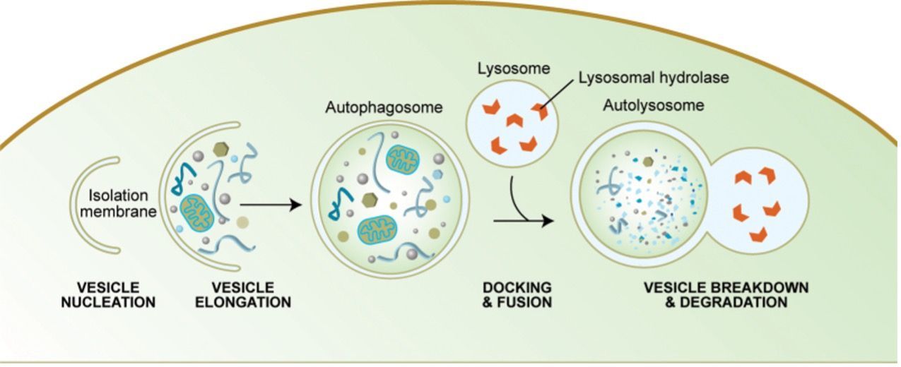Autophagy