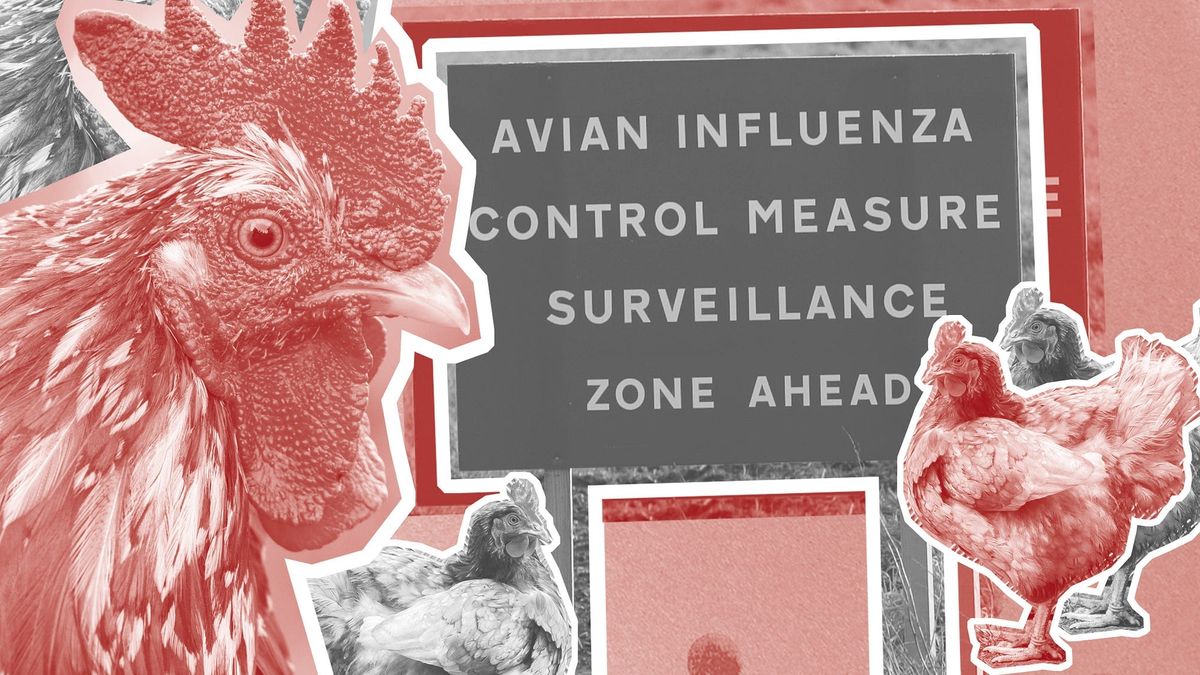 Is Kent facing a bird flu winter?