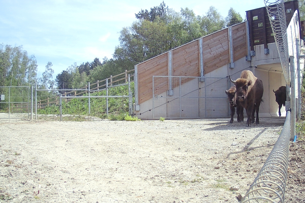 Kent's bison finally get their bridges