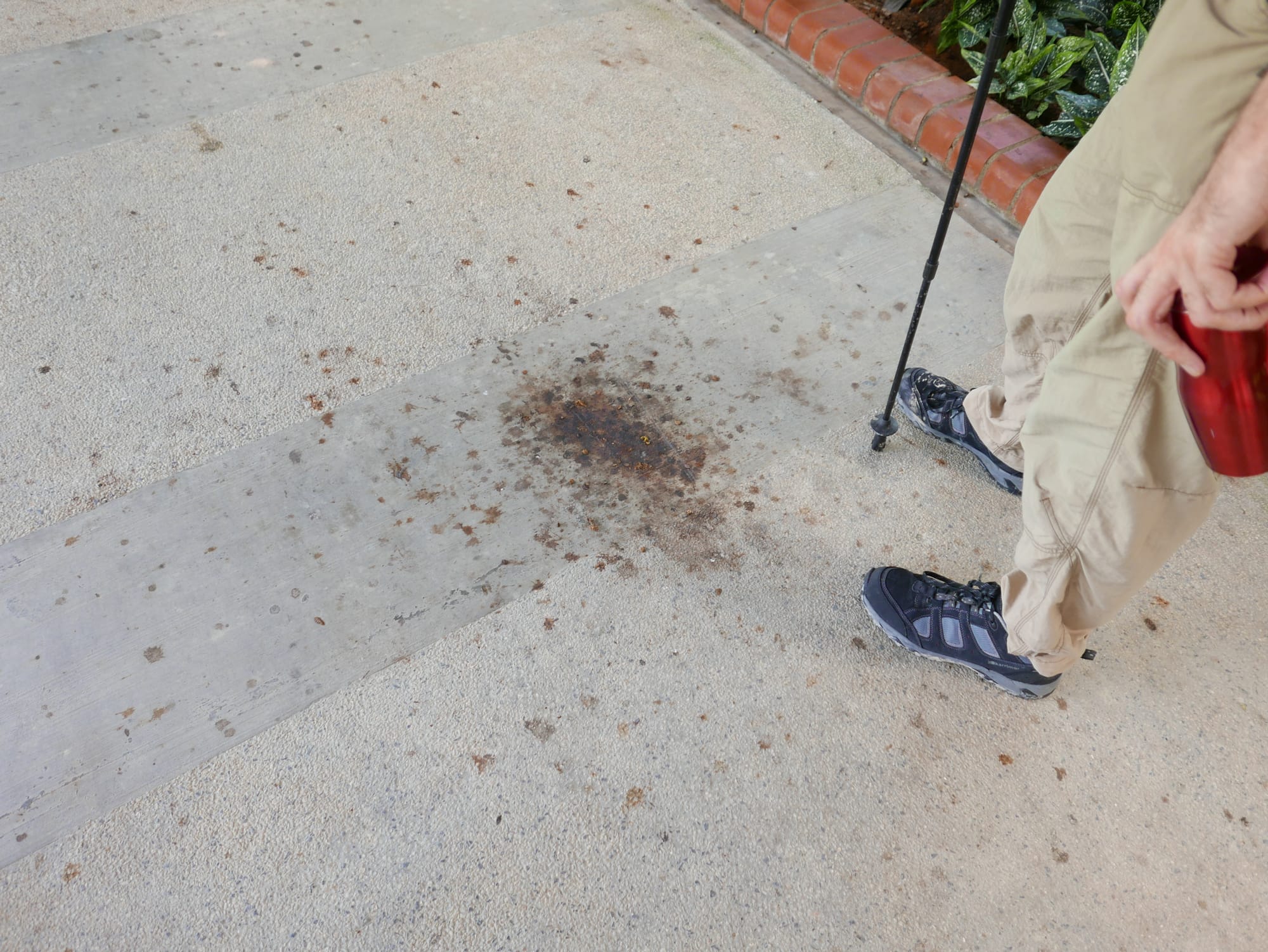 Photo by Author — bat droppings — Hutan Bandar, Johor Bahru, Johor, Malaysia