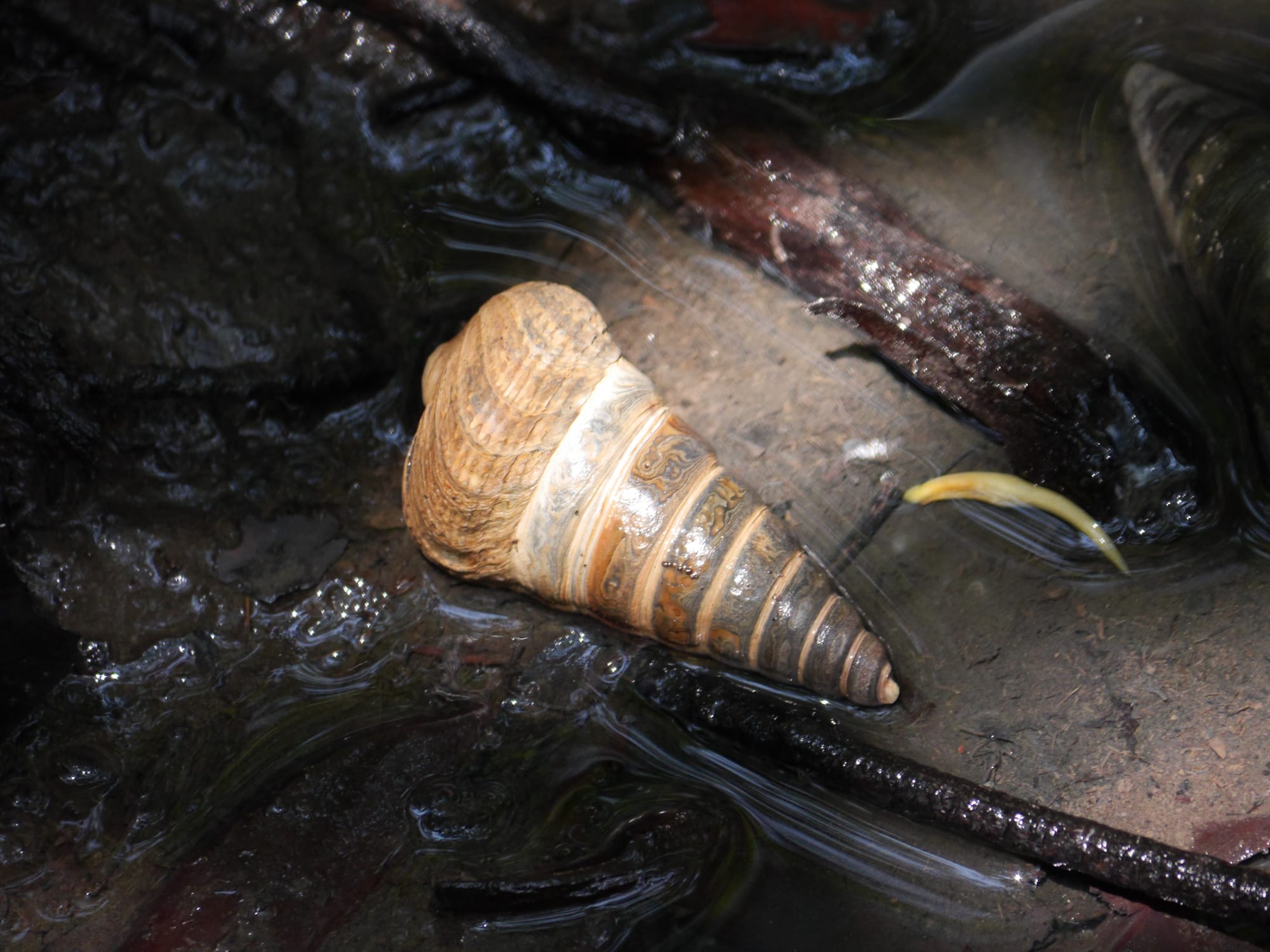Photo by Author — Berongan (Telescopium telescopium) — Tanjung Piai National Park