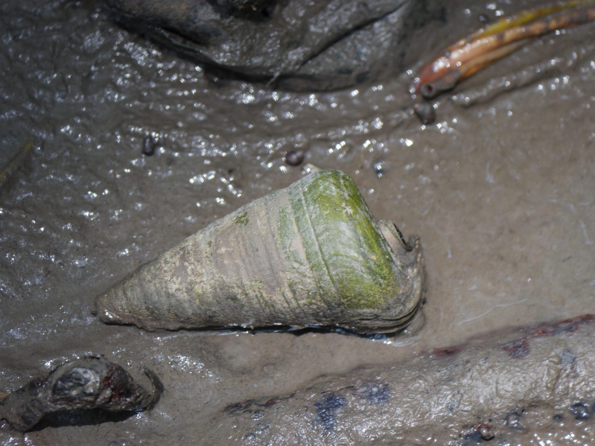 Photo by Author — Berongan (Telescopium telescopium) — Tanjung Piai National Park