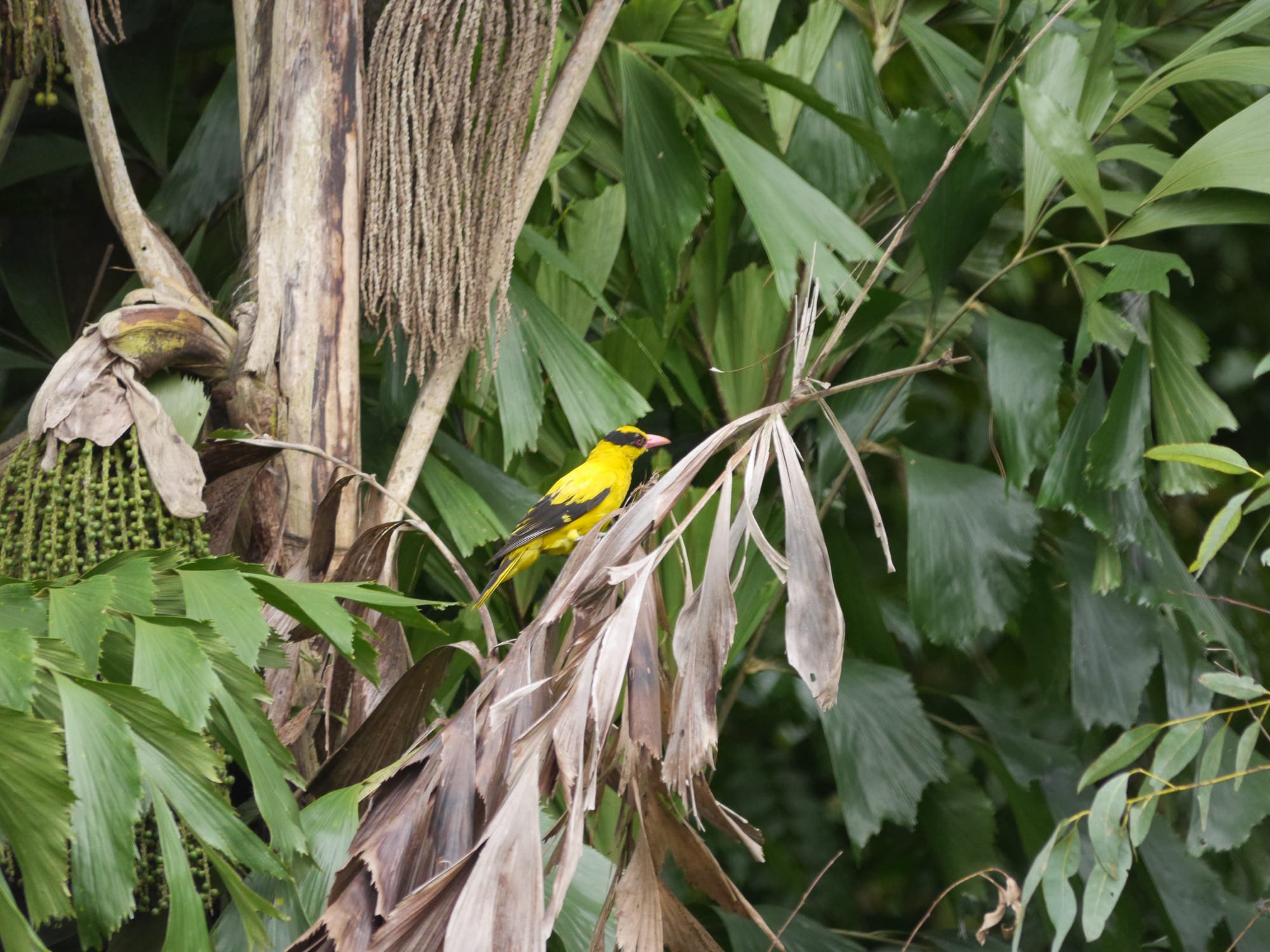 Photo by Author — Black-Naped Oriole (Oriolus chinensis — Sungei Buloh Wetland Reserve, Singapore
