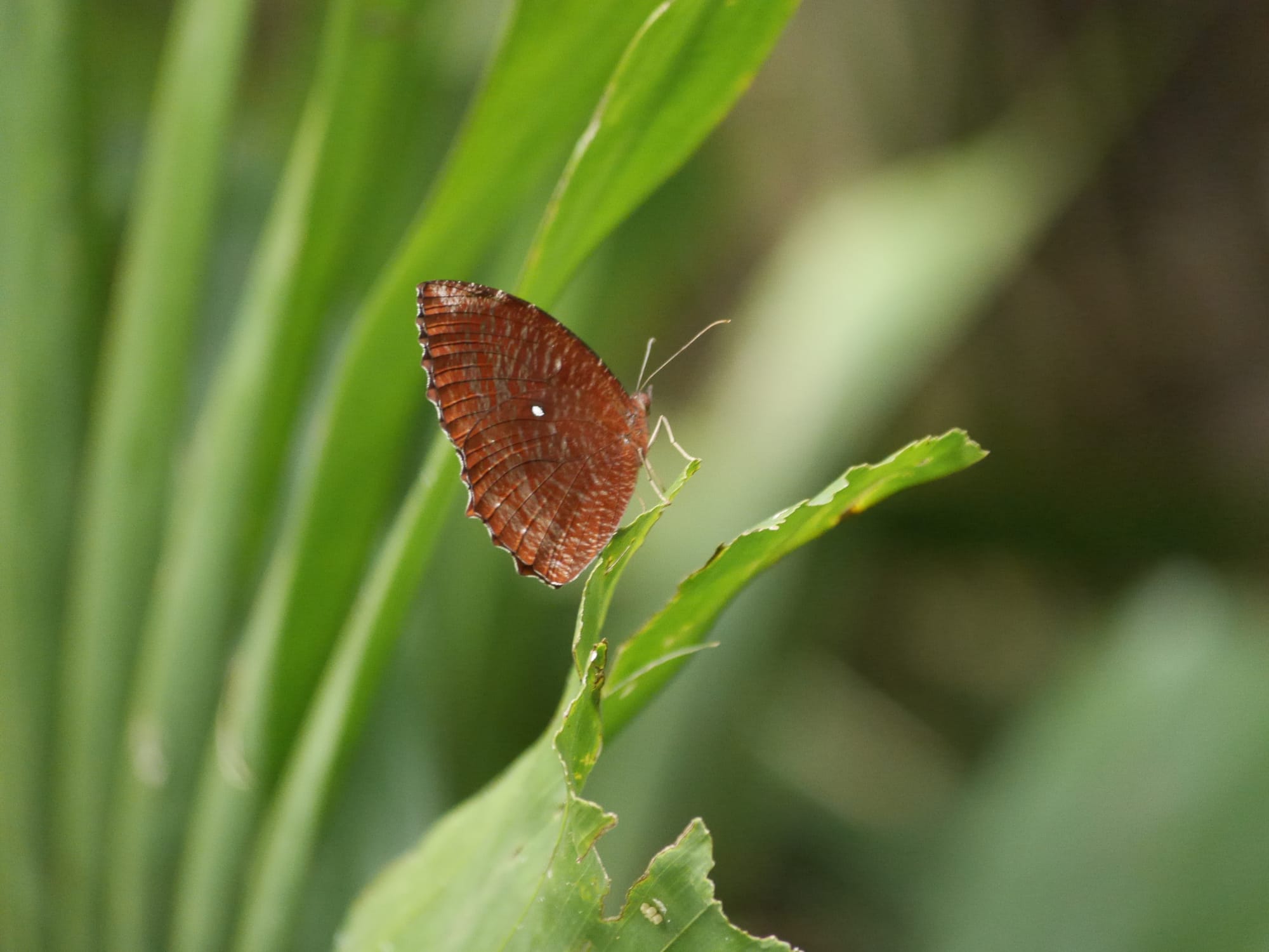 Photo by Author — butterfly — Sungei Buloh Wetland Reserve, Singapore