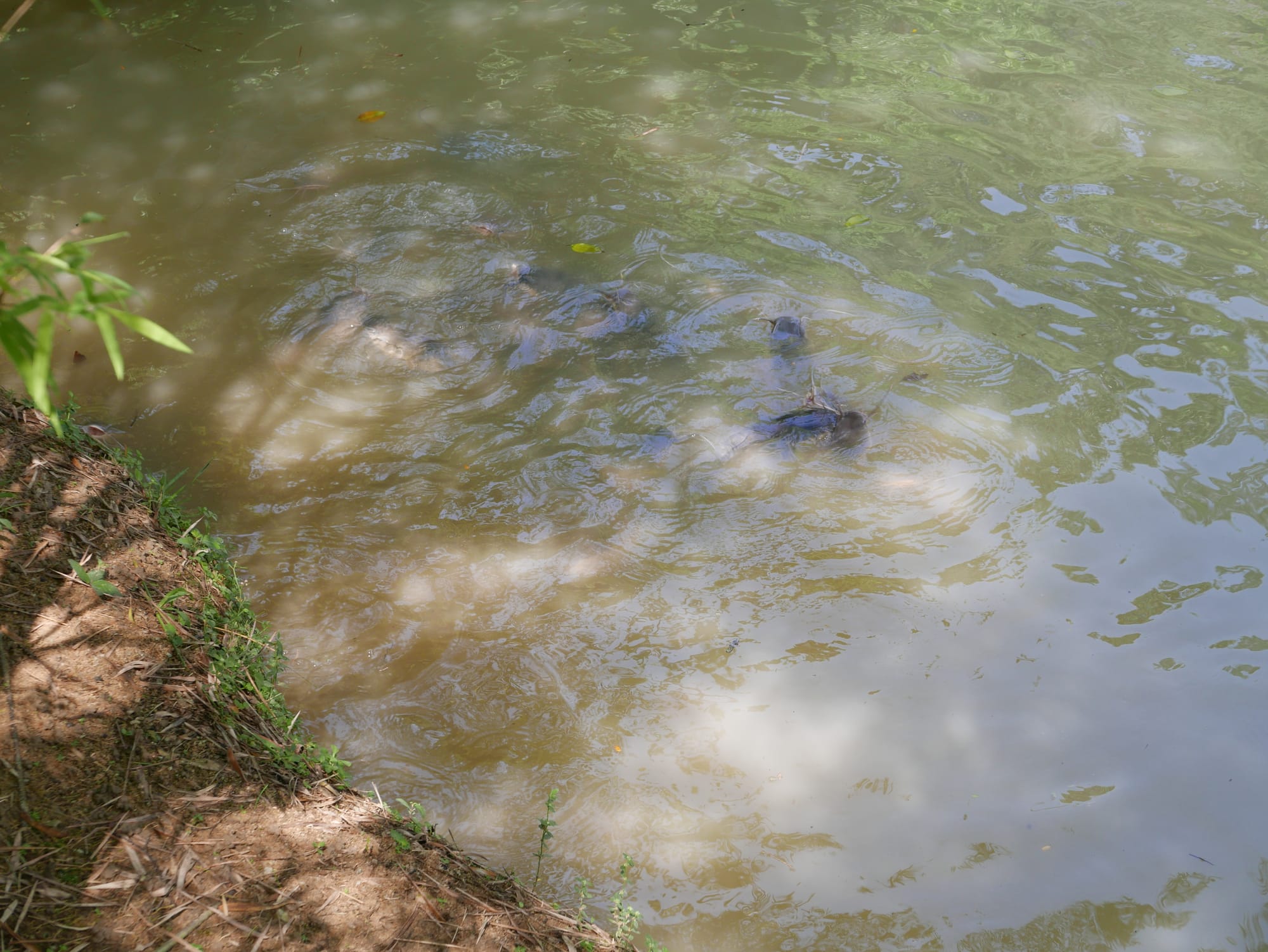 Photo by Author — fish — Hutan Bandar, Johor Bahru, Johor, Malaysia