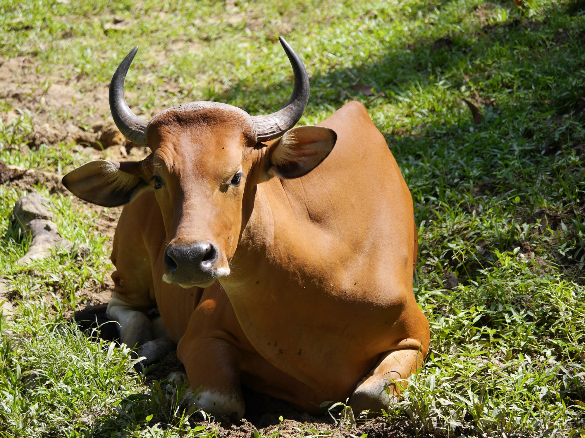 Photo by Author — The Zoo, Johor Bahru, Johor, Malaysia