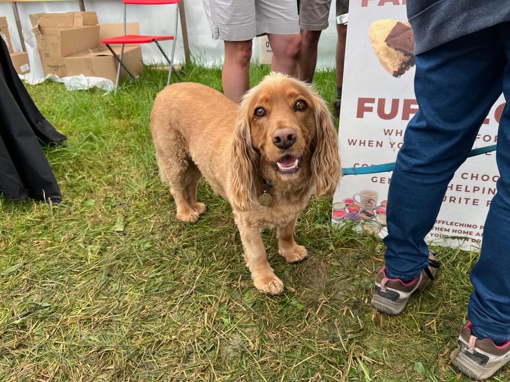 Photo by Author — The dogs — there were so many