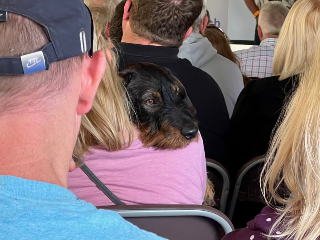 Photo by Author — a dog not impressed by a talk given by narrow boaters Rich and Fran