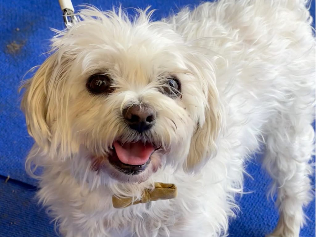 Photo by Author — a happy chap