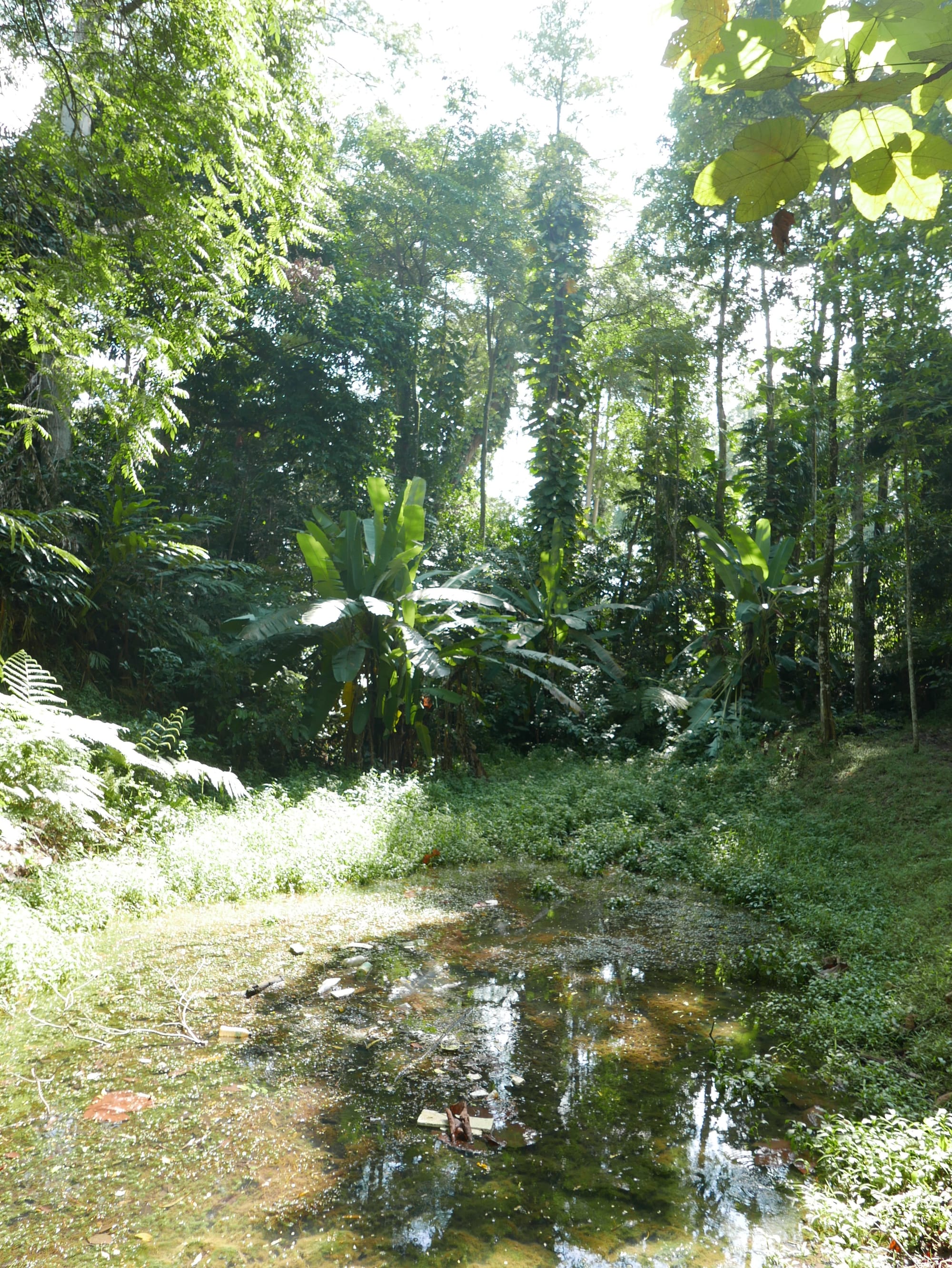 Photo by Author — litter — Hutan Bandar, Johor Bahru, Johor, Malaysia