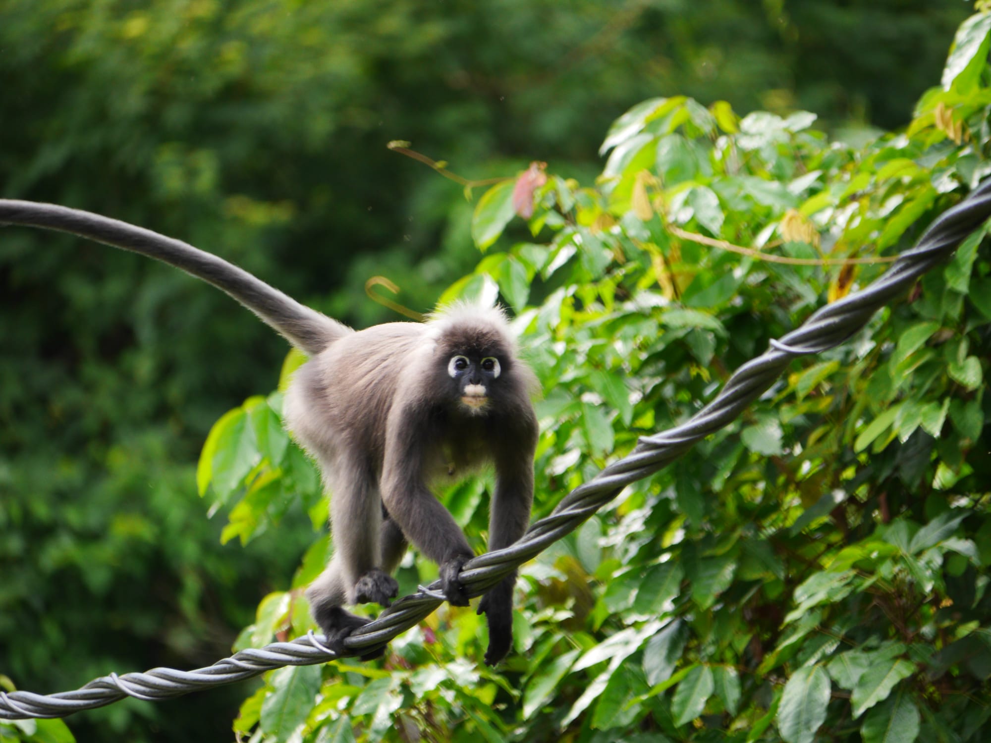 Photo by Author — Dusky Leaf Monkeys (Trachypithecus obscurus) — Kota Tinggi, Johor, Malaysia