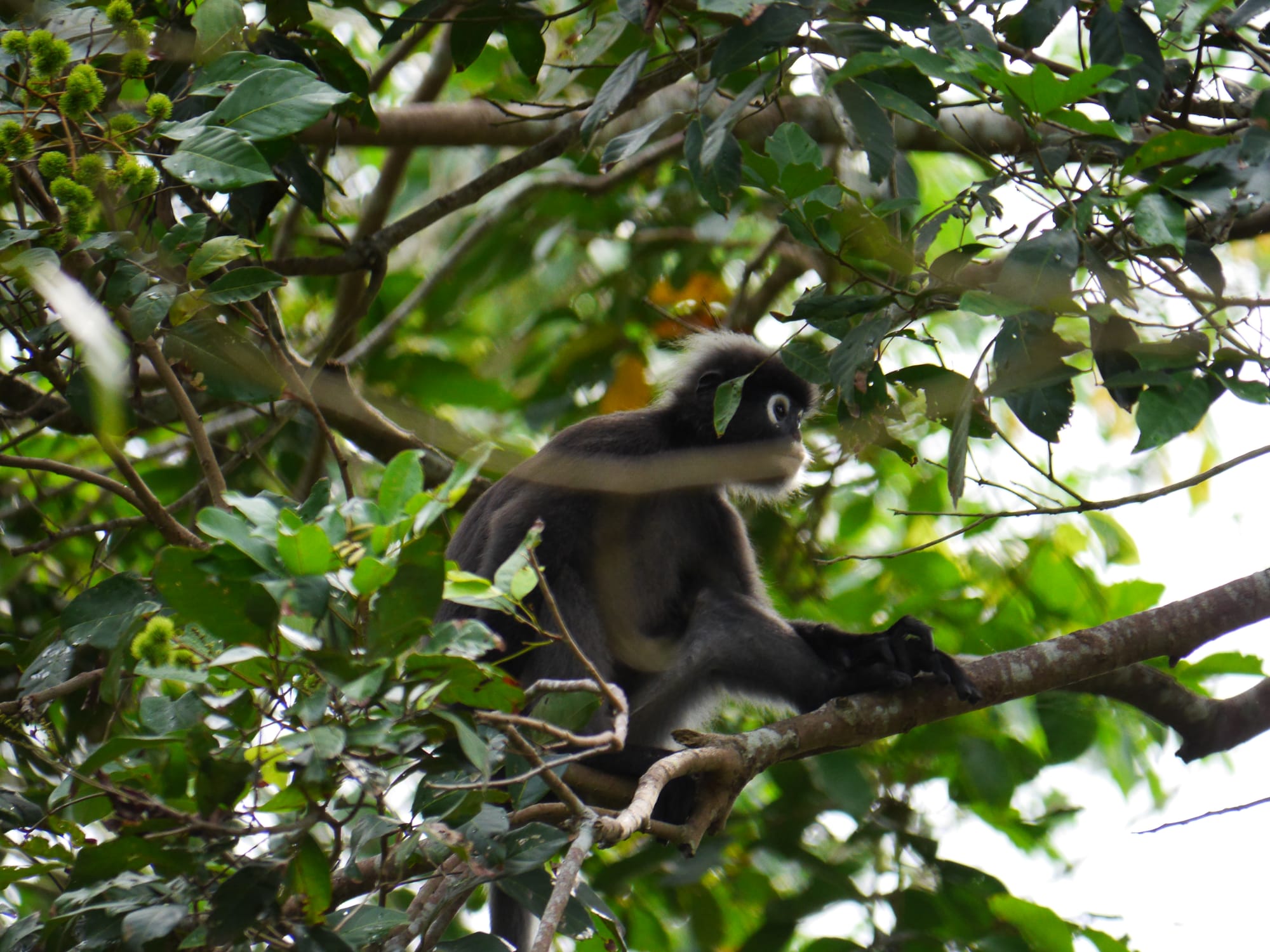 Photo by Author — Dusky Leaf Monkeys (Trachypithecus obscurus) — Kota Tinggi, Johor, Malaysia