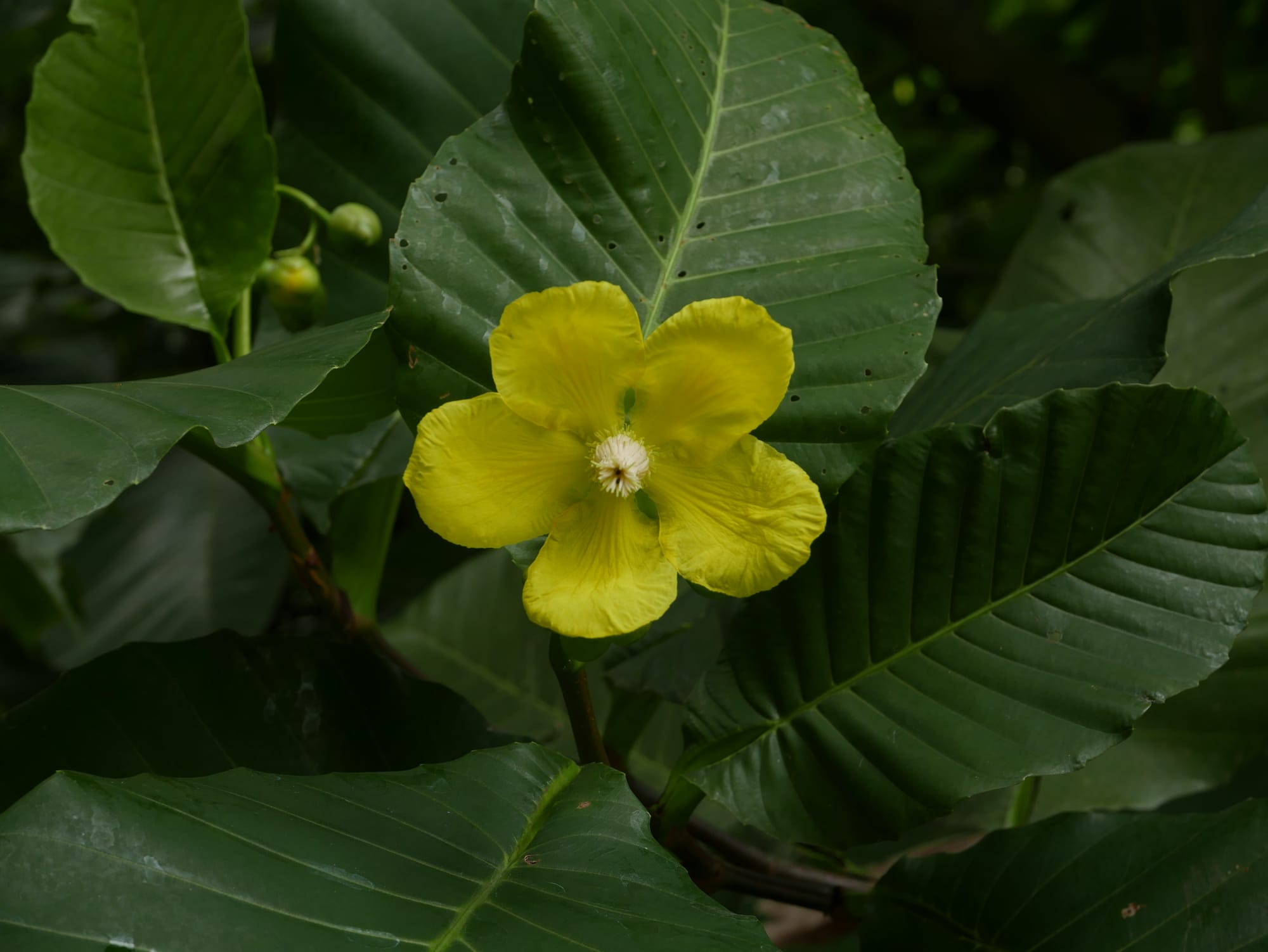 Photo by Author — Simpoh Air (Dillenia suffruticosa) — Sungei Buloh Wetland Reserve, Singapore
