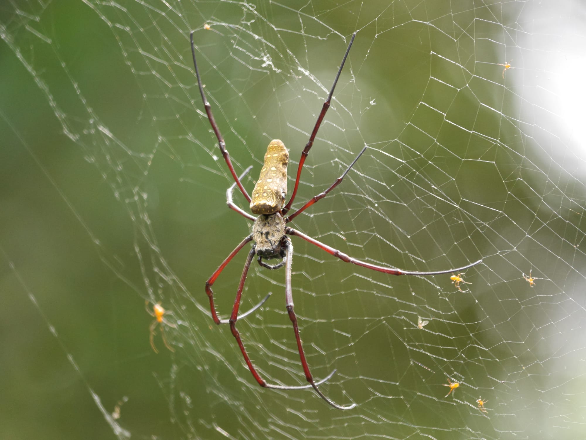 Photo by Author — Golden Orb Spider (Nephila pilipes) — Sungei Buloh Wetland Reserve, Singapore