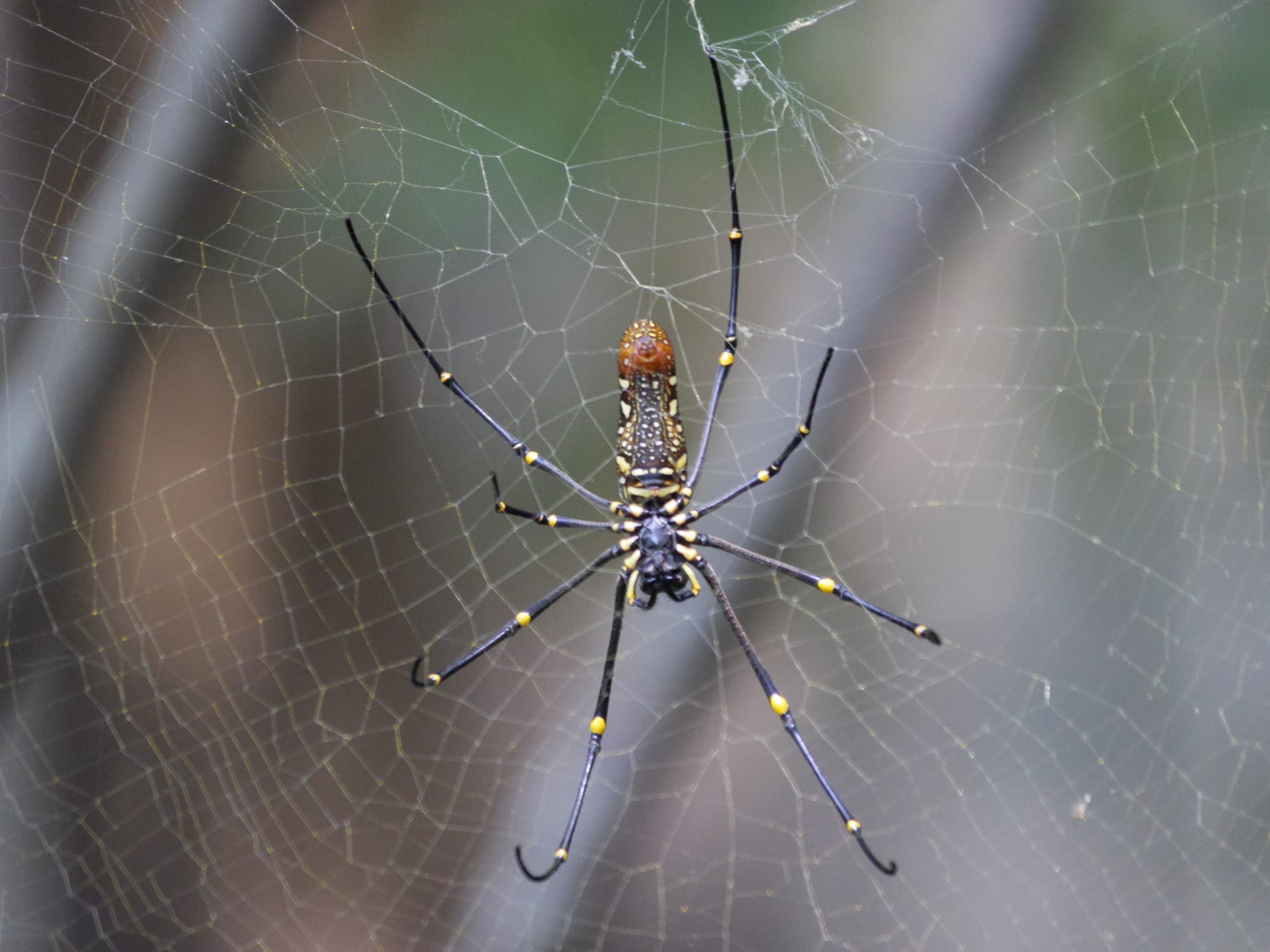 Photo by Author — Golden Orb Spider (Nephila pilipes) — Sungei Buloh Wetland Reserve, Singapore