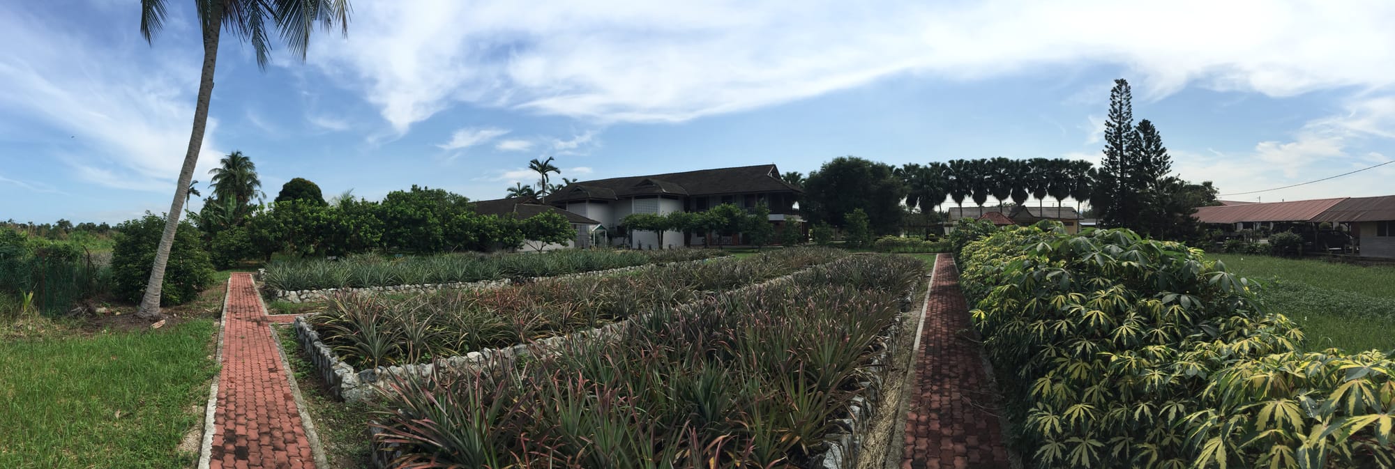 Photo by Author — pineapple garden — Muzium Nanas (Pineapple Museum), Johor, Malaysia