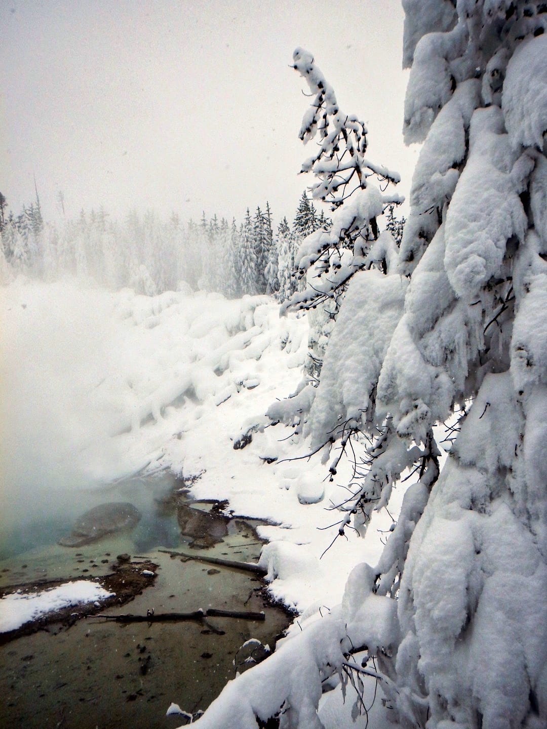 Photo by Author — ice-covered trees and thermal activity, Norris Geyser Basin