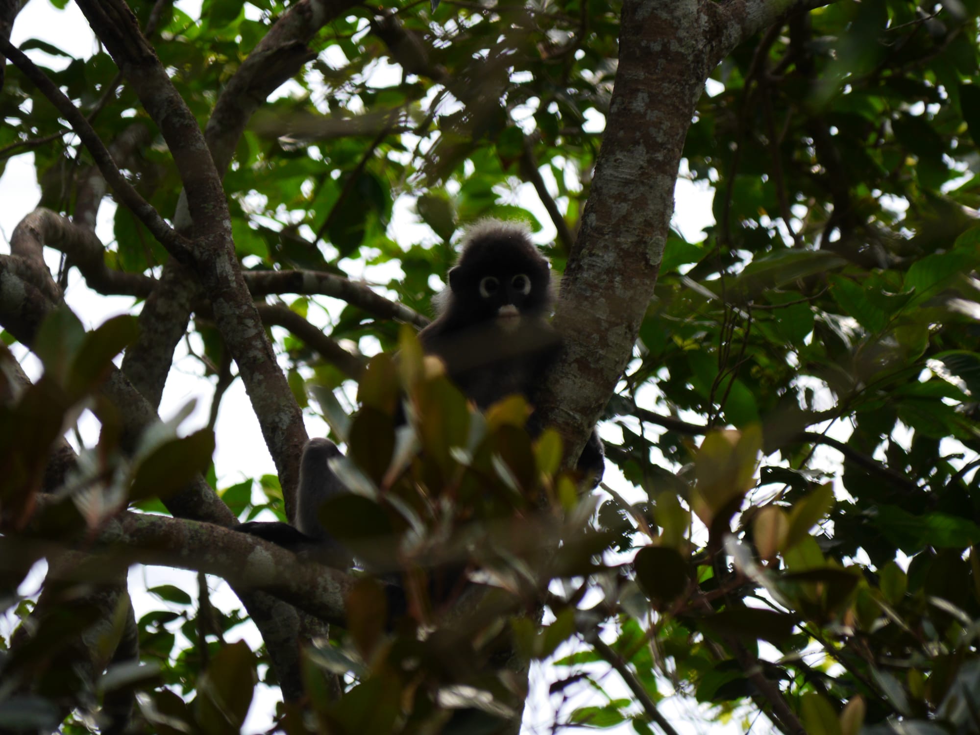 Photo by Author — Dusky Leaf Monkeys (Trachypithecus obscurus) — Kota Tinggi, Johor, Malaysia