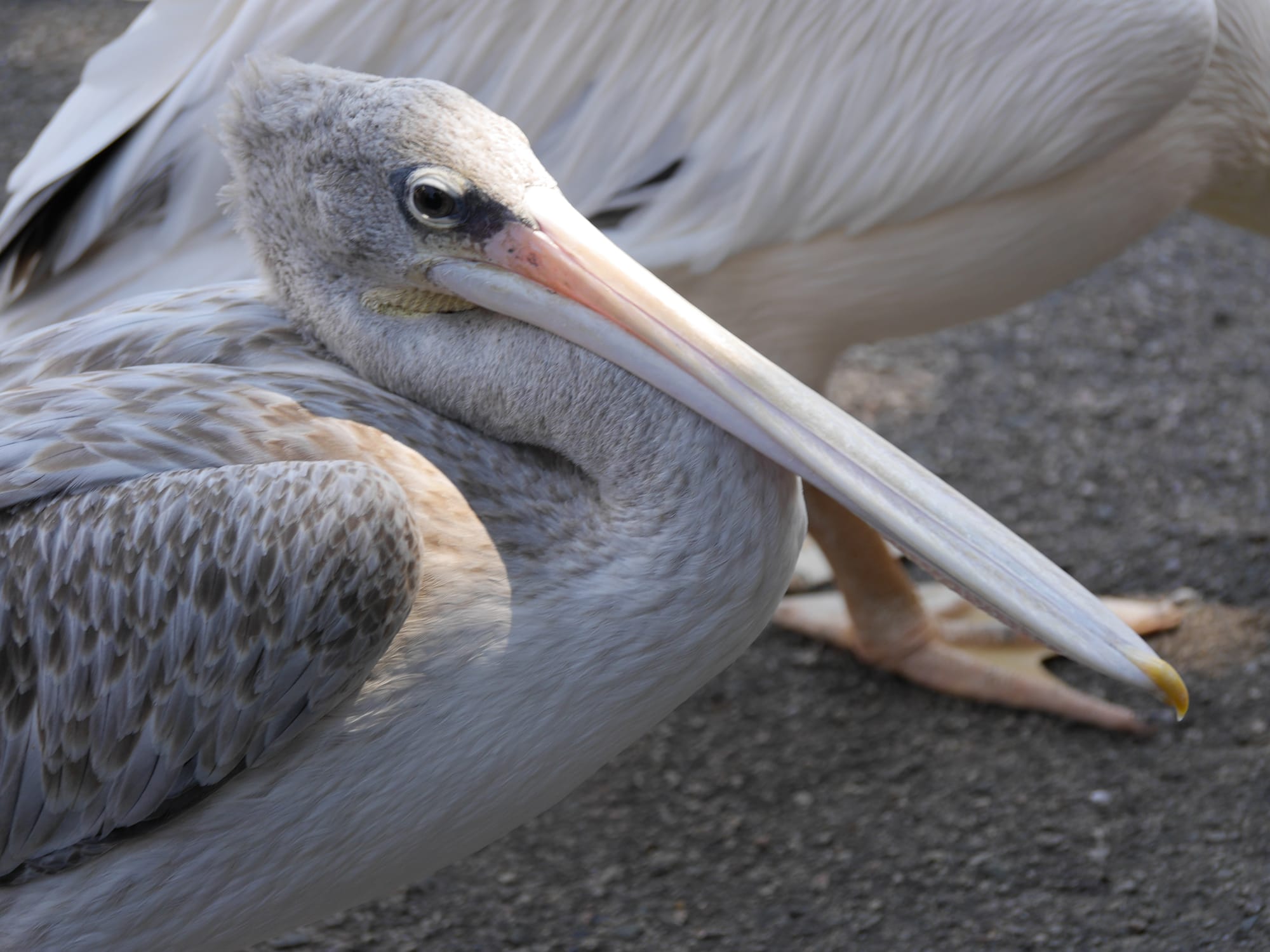 Photo by Author — wandering pelican — The Zoo, Johor Bahru, Johor, Malaysia