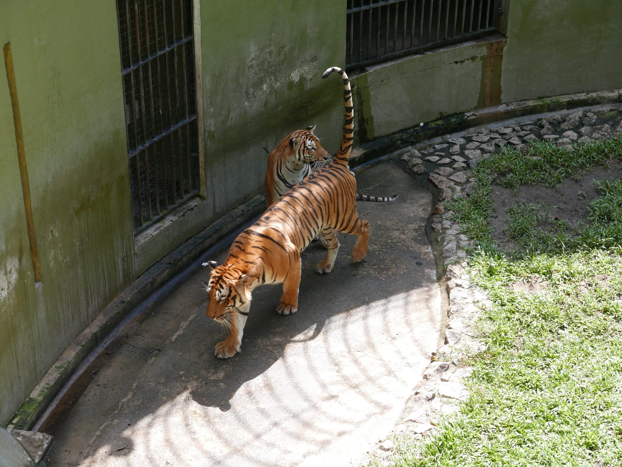 Photo by Author — tigers — The Zoo, Johor Bahru, Johor, Malaysia