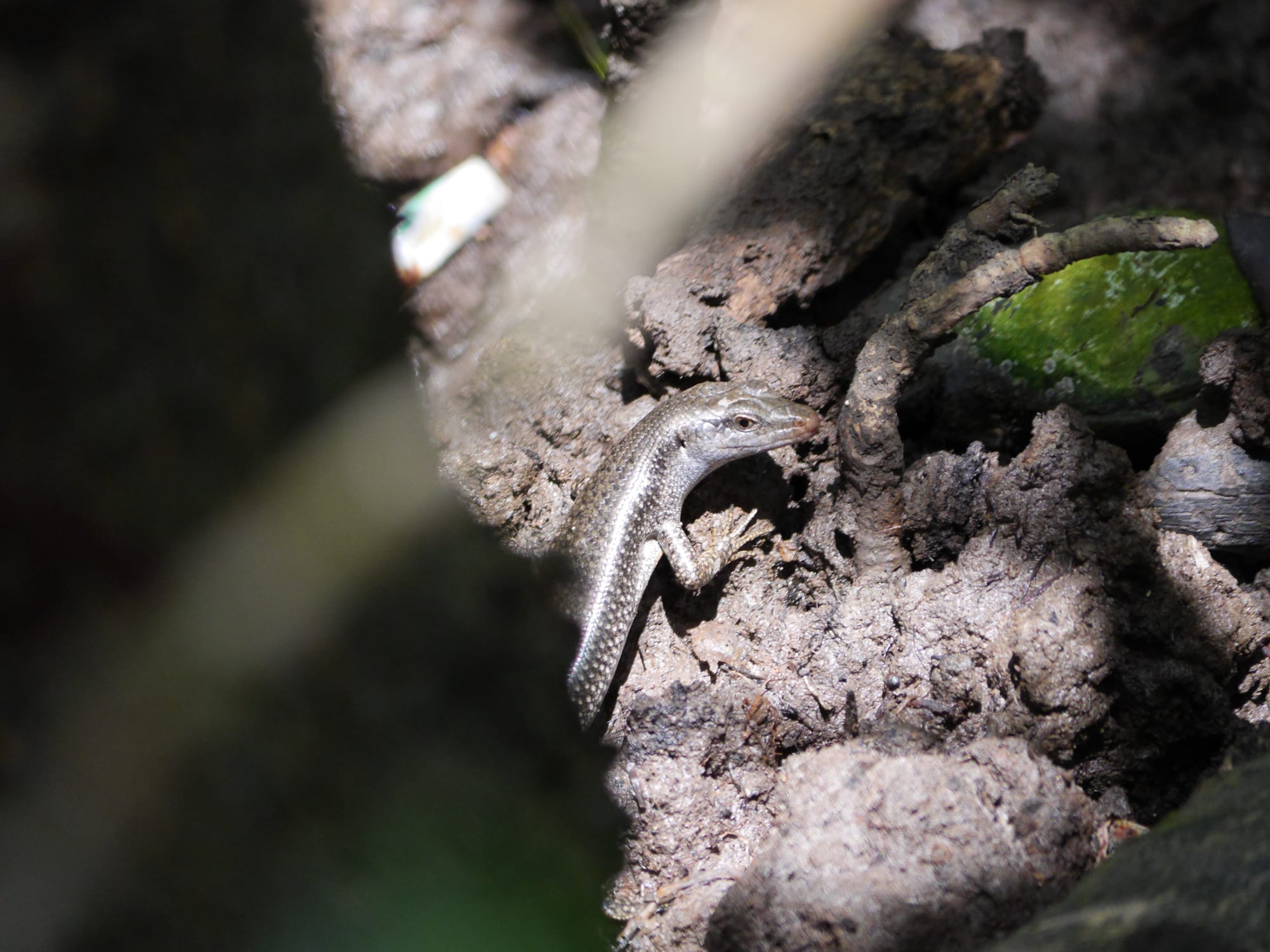 Photo by Author — Mangrove Skink (Emoia atrocostata) — Tanjung Piai National Park
