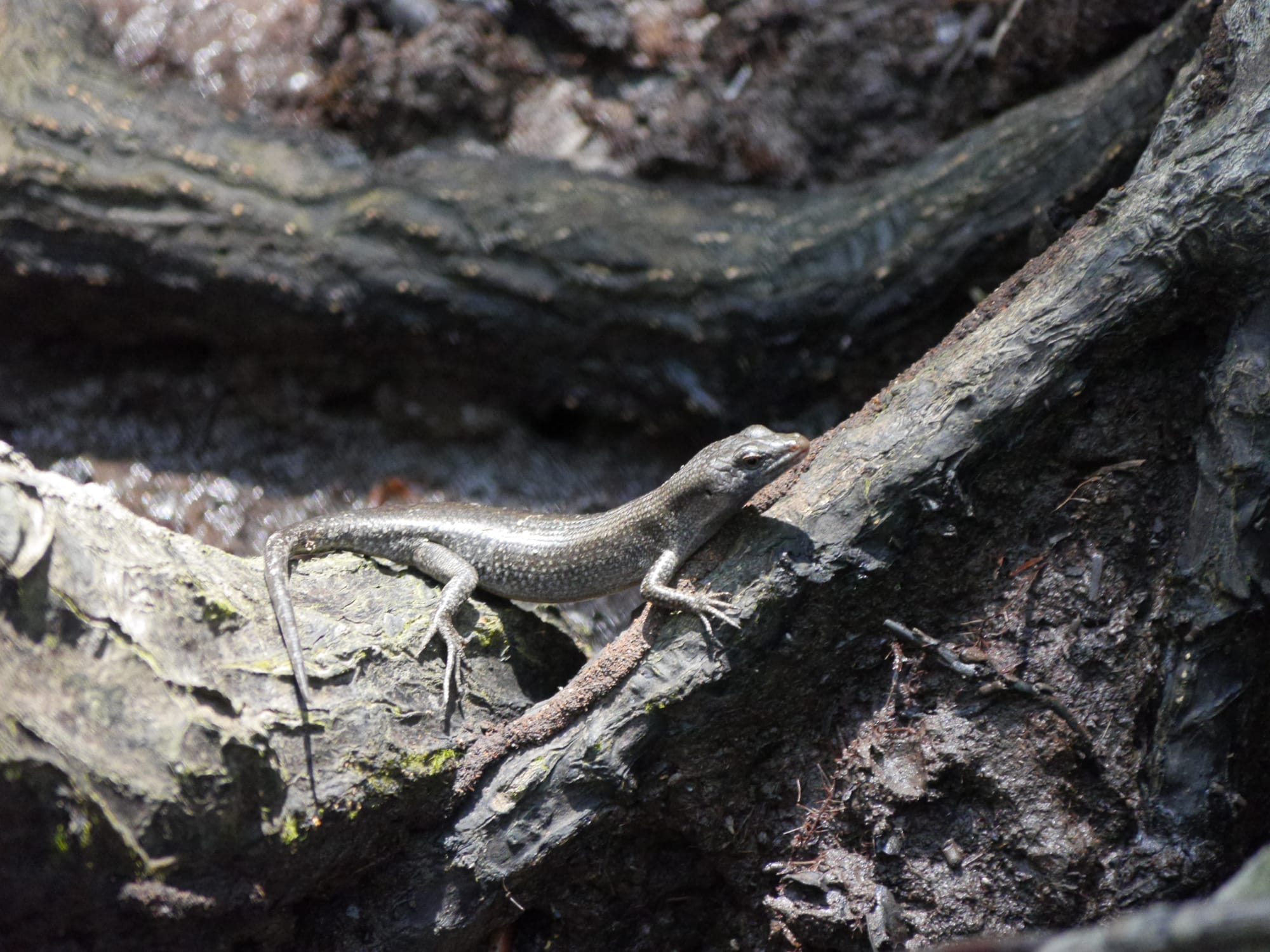 Photo by Author — Mangrove Skink (Emola atrocostata) — Tanjung Piai National Park