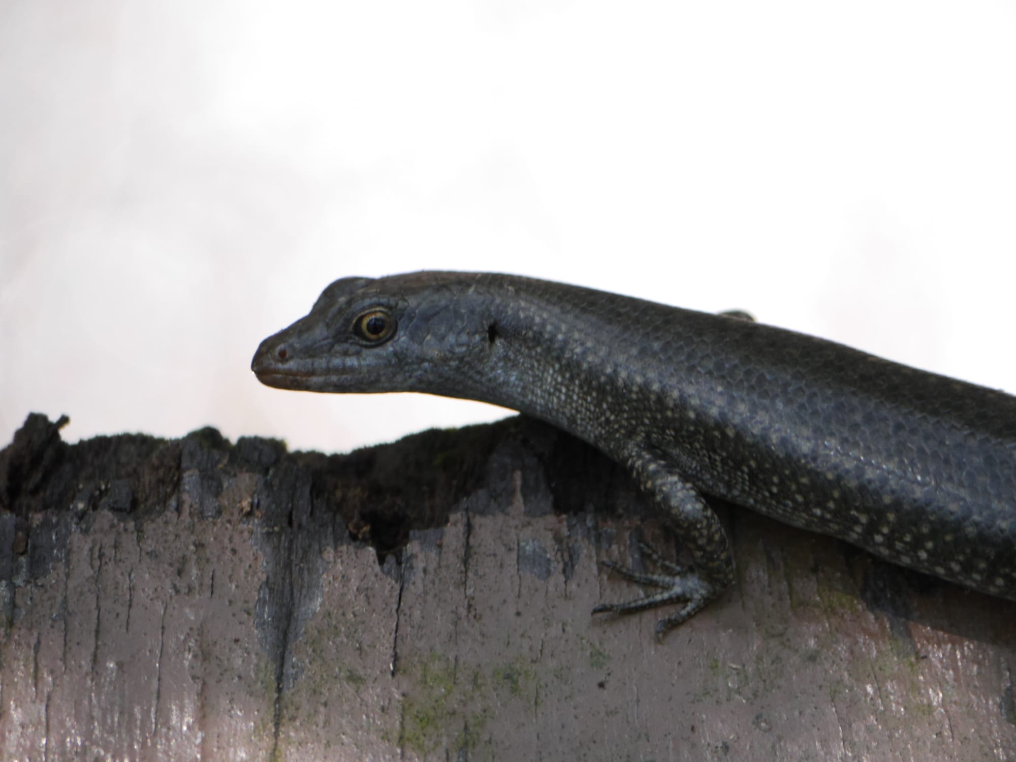 Photo by Author — Mangrove Skink (Emola atrocostata) — Tanjung Piai National Park