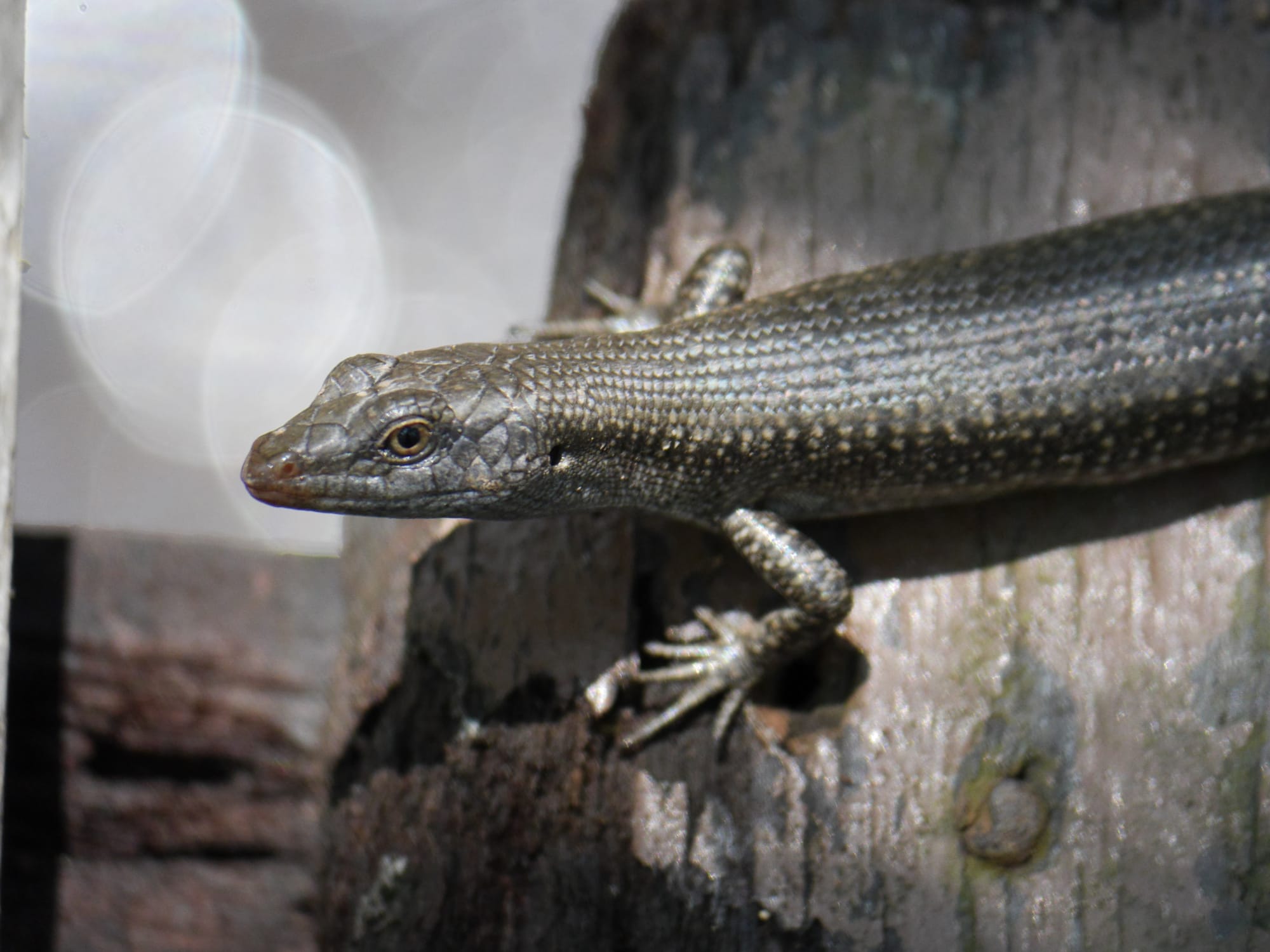 Photo by Author — Mangrove Skink (Emola atrocostata) — Tanjung Piai National Park