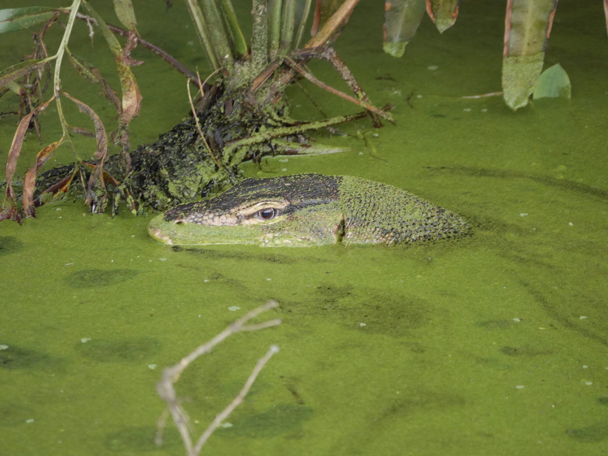 Photo by Author — Monitor lizard (also called Malayan Water Monitor; Varanus salvator) — Sungei Buloh Wetland Reserve, Singapore