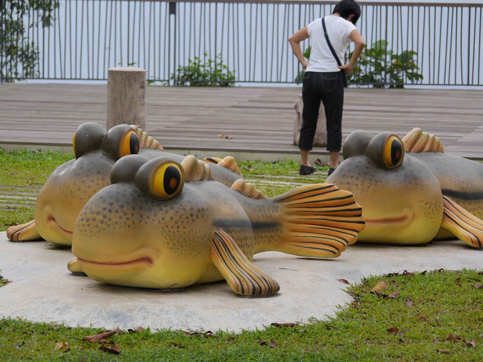 Photo by Author — Mudskippers — Sungei Buloh Wetland Reserve, Singapore