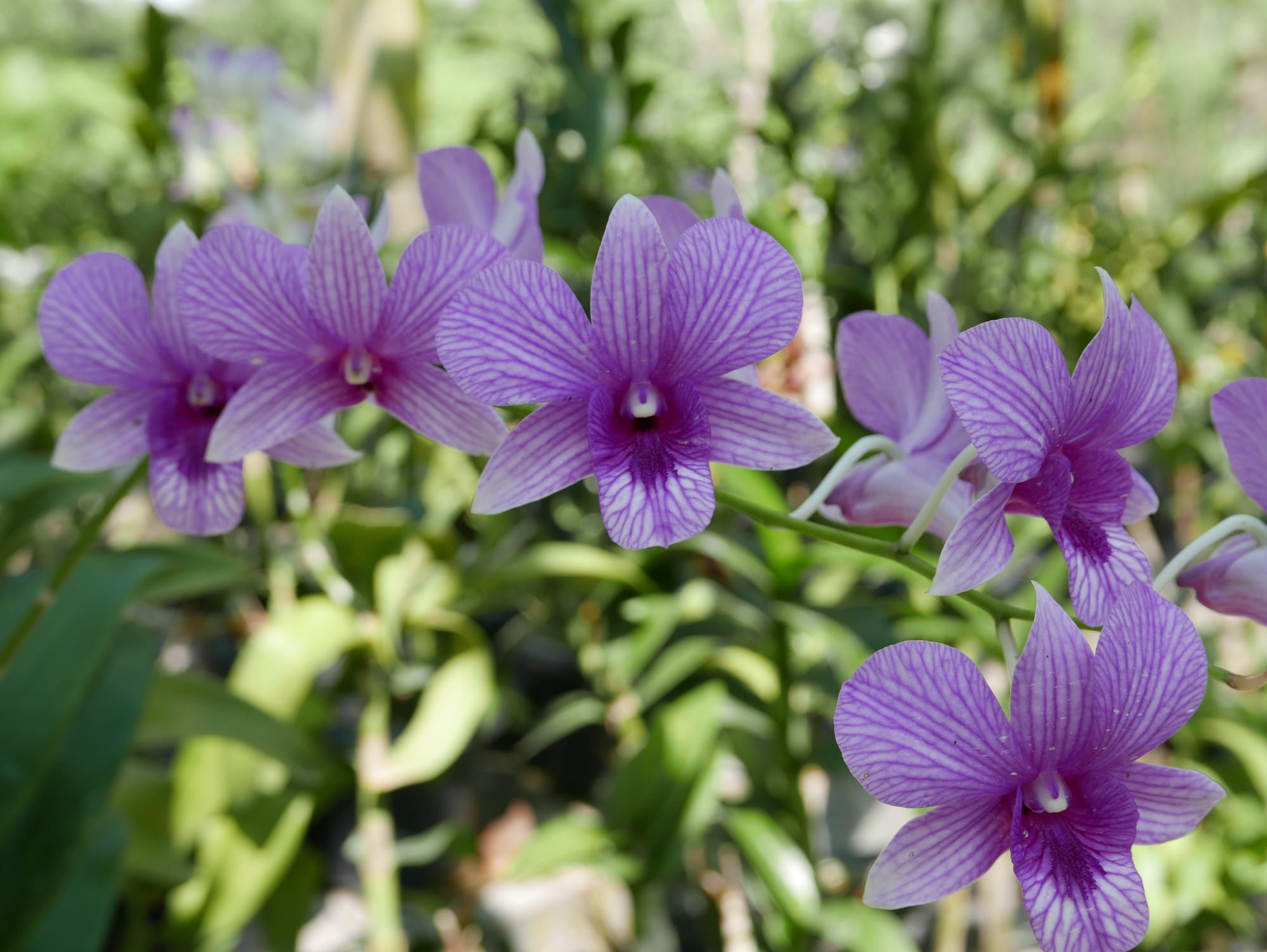 Photo by Author — the orchid garden — Hutan Bandar, Johor Bahru, Johor, Malaysia