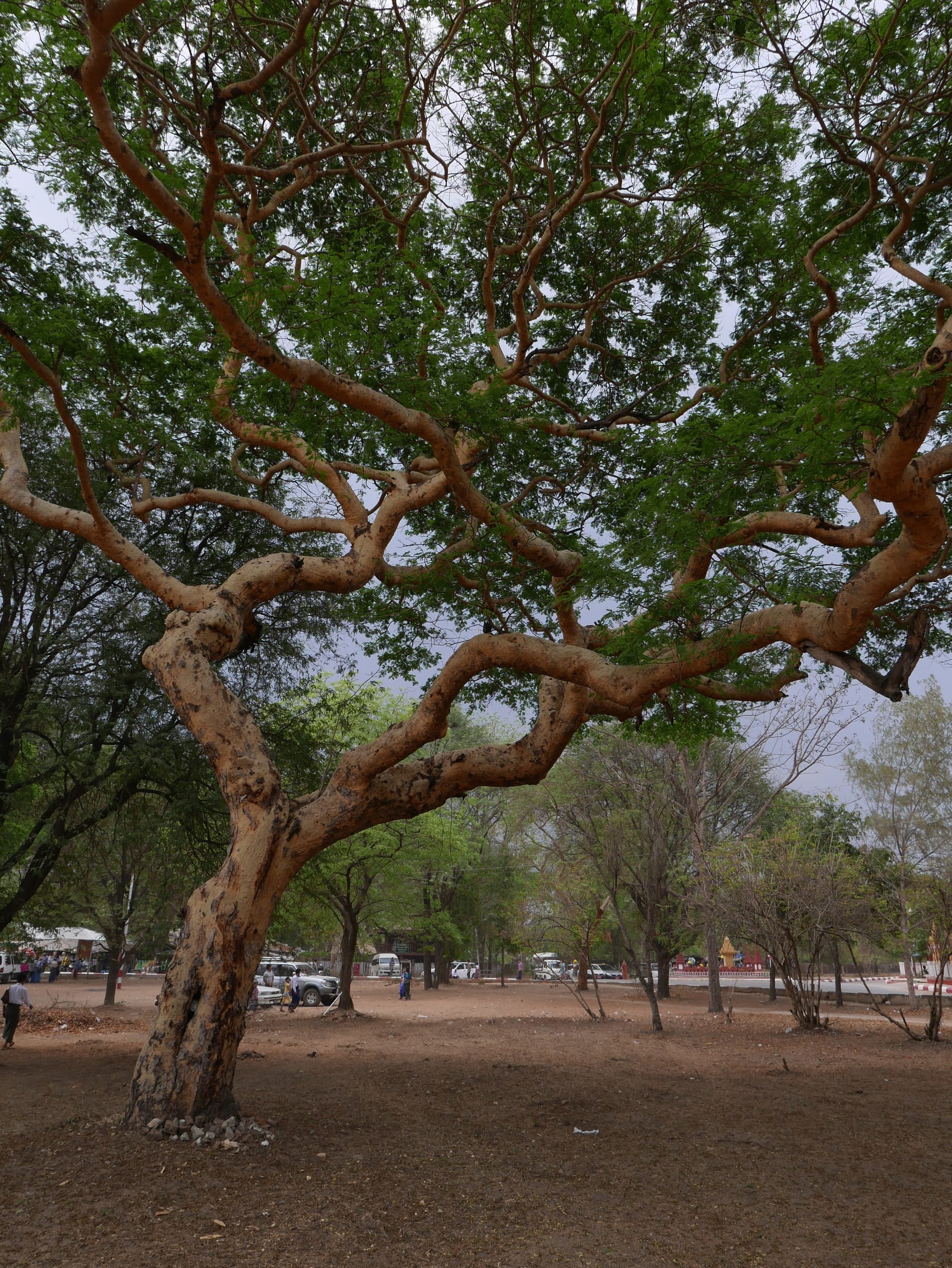 Photo by Author — stunning tree in the memorial gardens around the palace