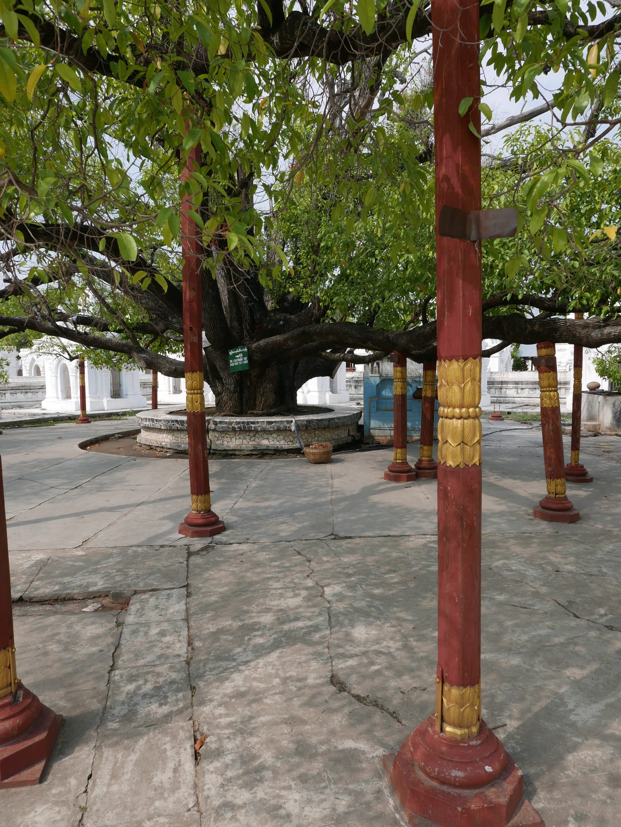 Photo by Author — tree supports