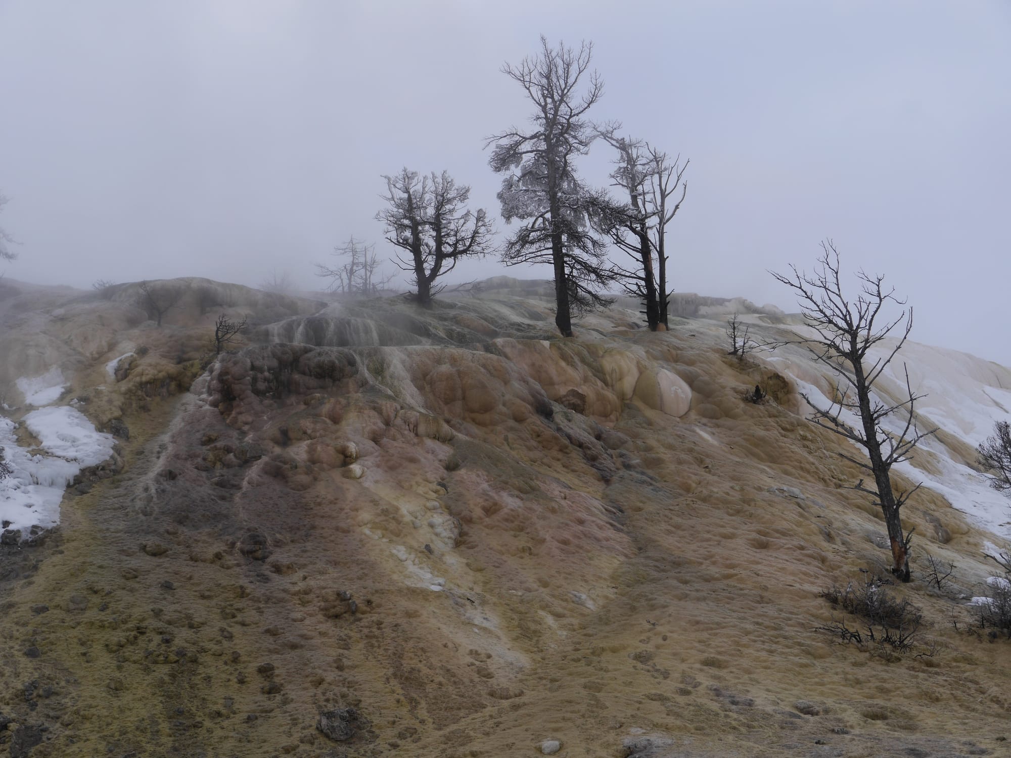 Photo by Author — trees in the spring