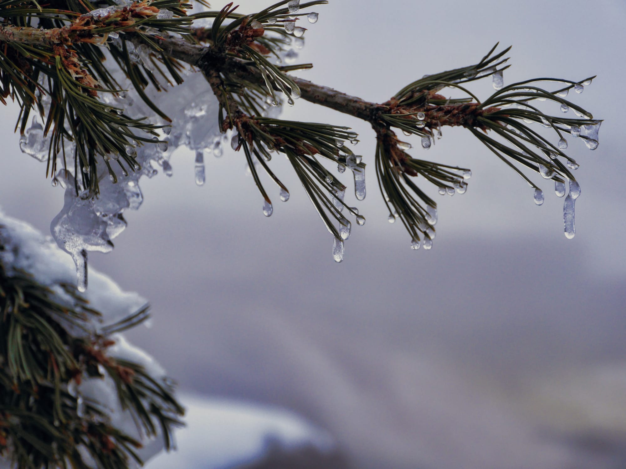 Photo by Author — ice formed from the steam of the springs